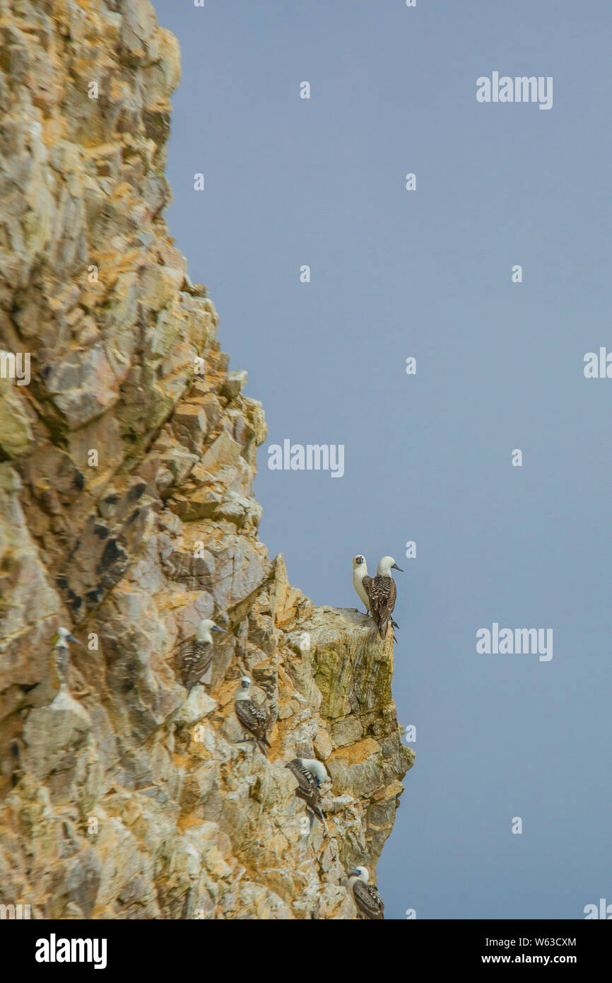 Sule peruviana su una roccia a Islas Ballestas, Perù Foto Stock