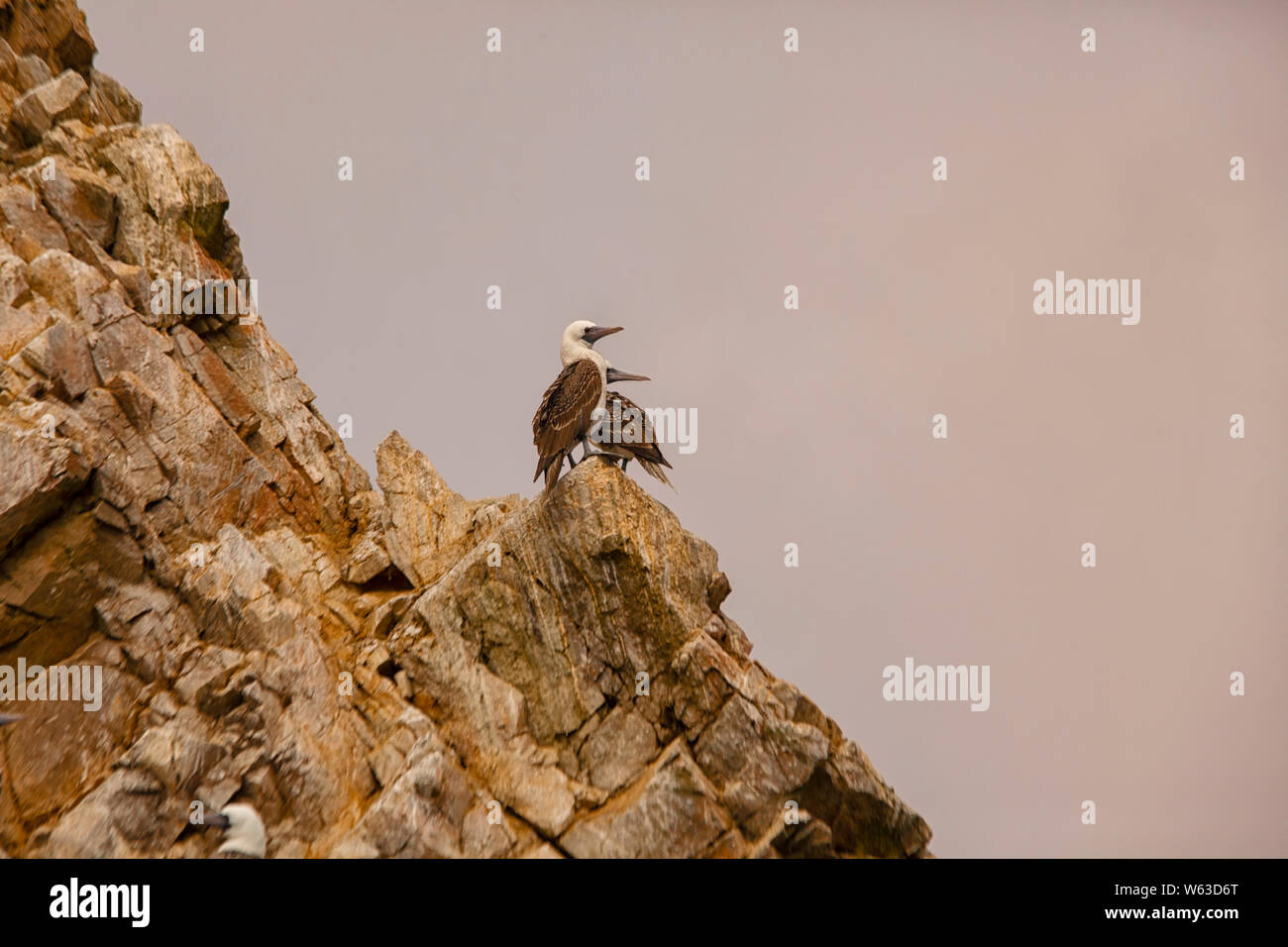 Sule peruviana su una roccia a Islas Ballestas, Perù Foto Stock