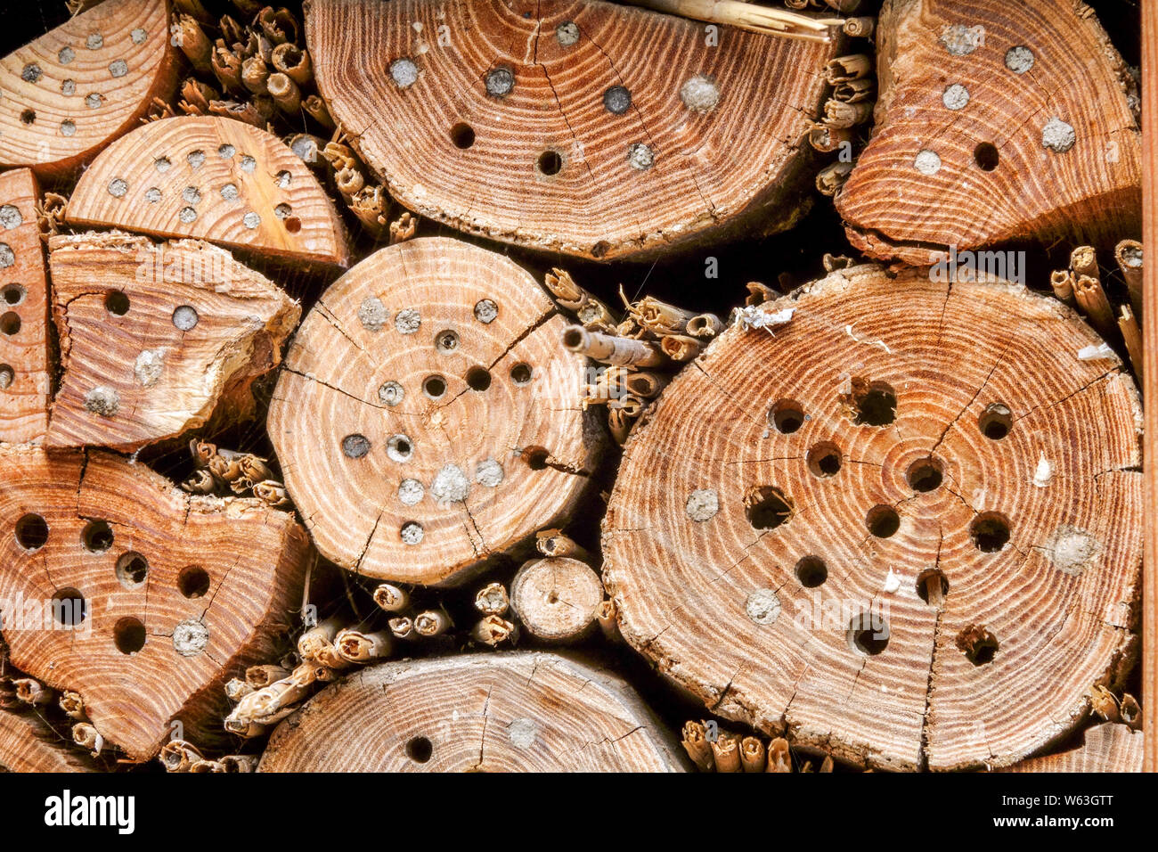 Bug hotel materiale buchi in vecchi tronchi di alberi, adatto per api solitarie, genere Anthidium Foto Stock