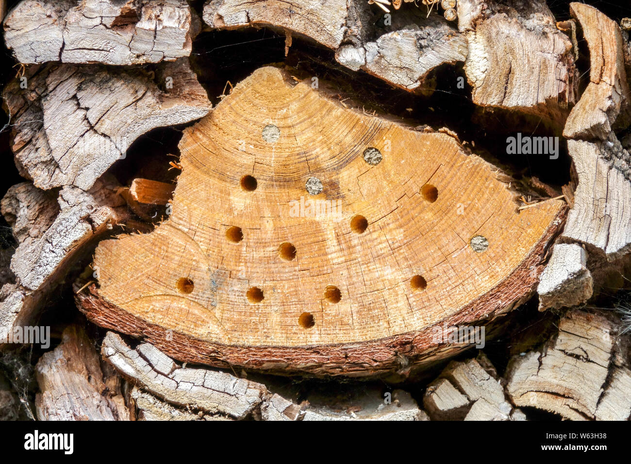Bug hotel materiale buchi in vecchi tronchi di alberi, adatto per api solitarie, genere Anthidium Foto Stock