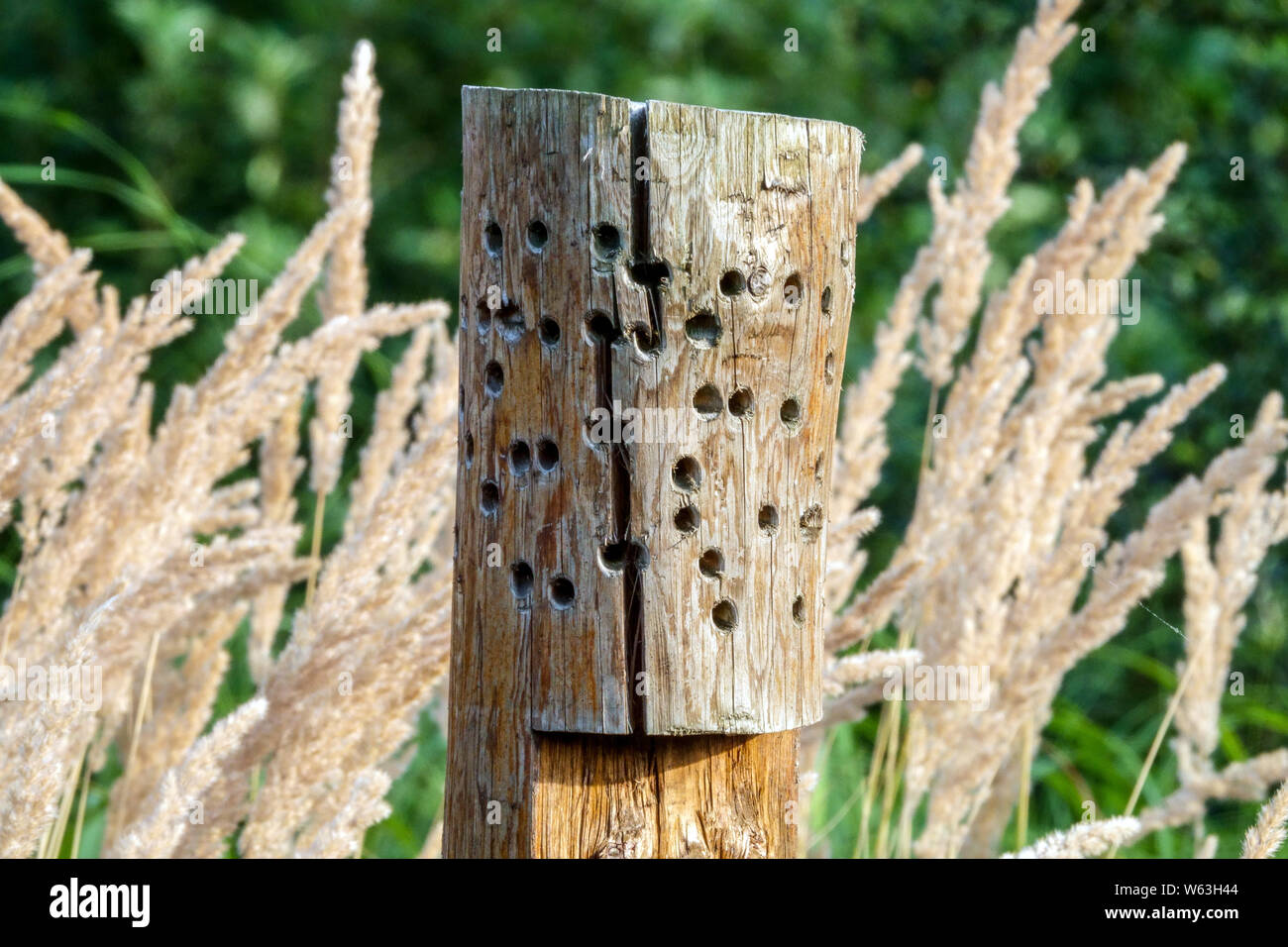 Hotel di bug in un giardino, materiale - fori nel vecchio albero tronco, adatto per le api solitarie Foto Stock