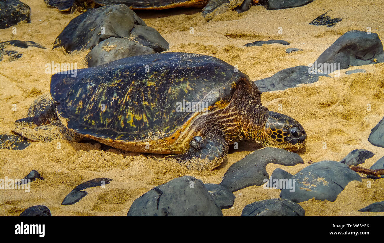 A piena lunghezza shot di Hawaiian Tartaruga Verde in appoggio sulla spiaggia. Foto Stock