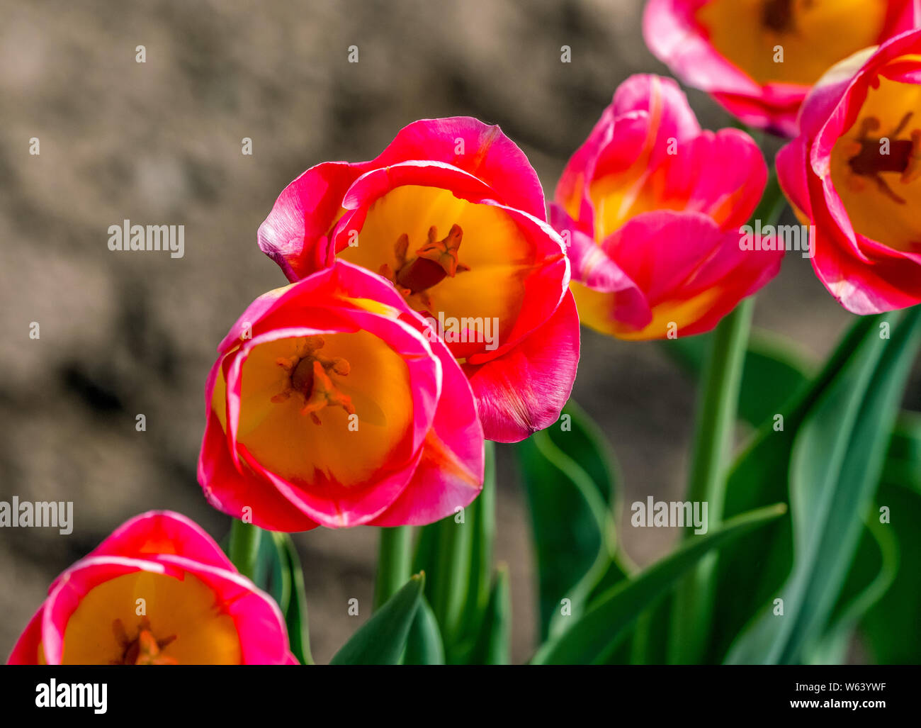 Gruppo di due nei toni del rosso e tulipani gialli in un giardino. Foto Stock