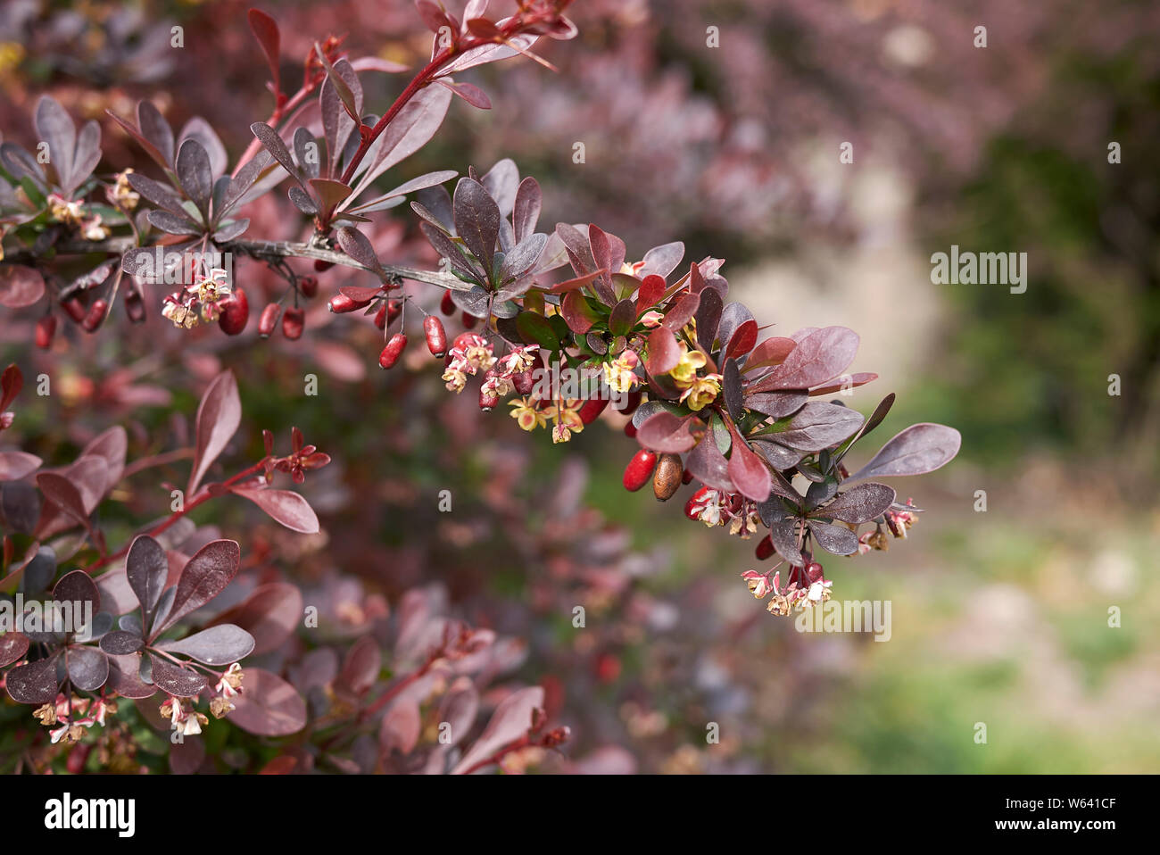 Il fogliame rosso di Berberis thunbergii atropurpurea arbusto Foto Stock