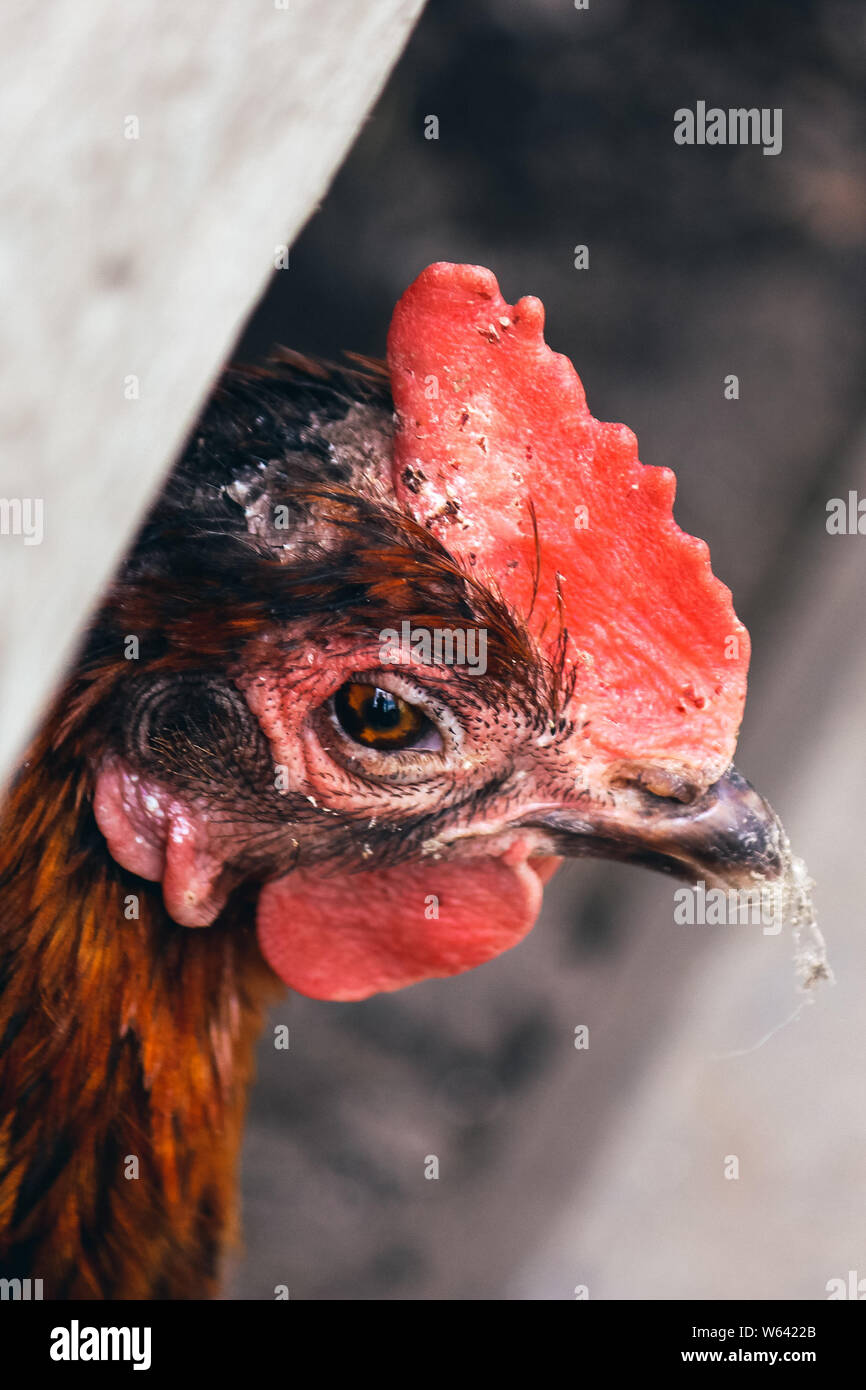 Fotografia verticale di sad brown hen close up. Unhealty cercando di pollo. L'abuso di animali, crudeltà nei confronti degli animali. Influenza di pollo, muffa sulla testa, malattie. Gabbie di pollo, polli ruspanti. Foto Stock