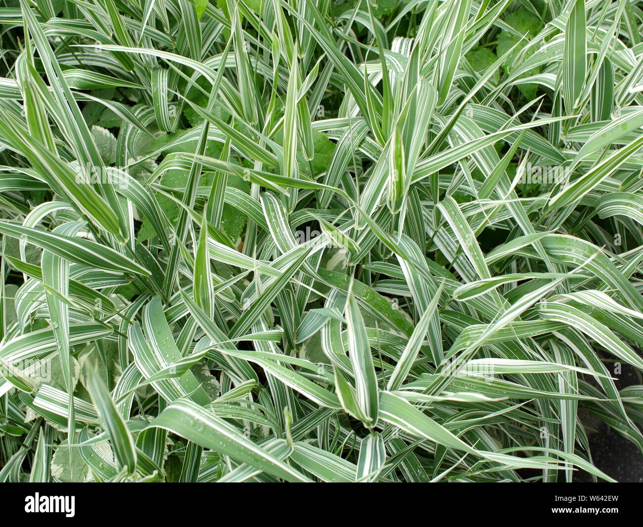 Erba decorativa evergreen sedge con il bianco e il verde listati fogliame Foto Stock