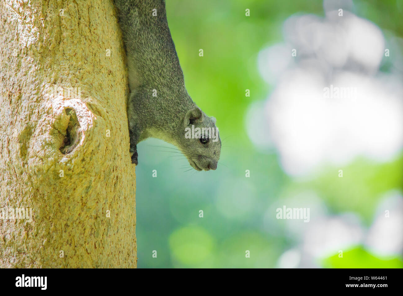 Lo scoiattolo appollaiato sulla struttura ad albero e girare la testa verso il basso. Foto Stock