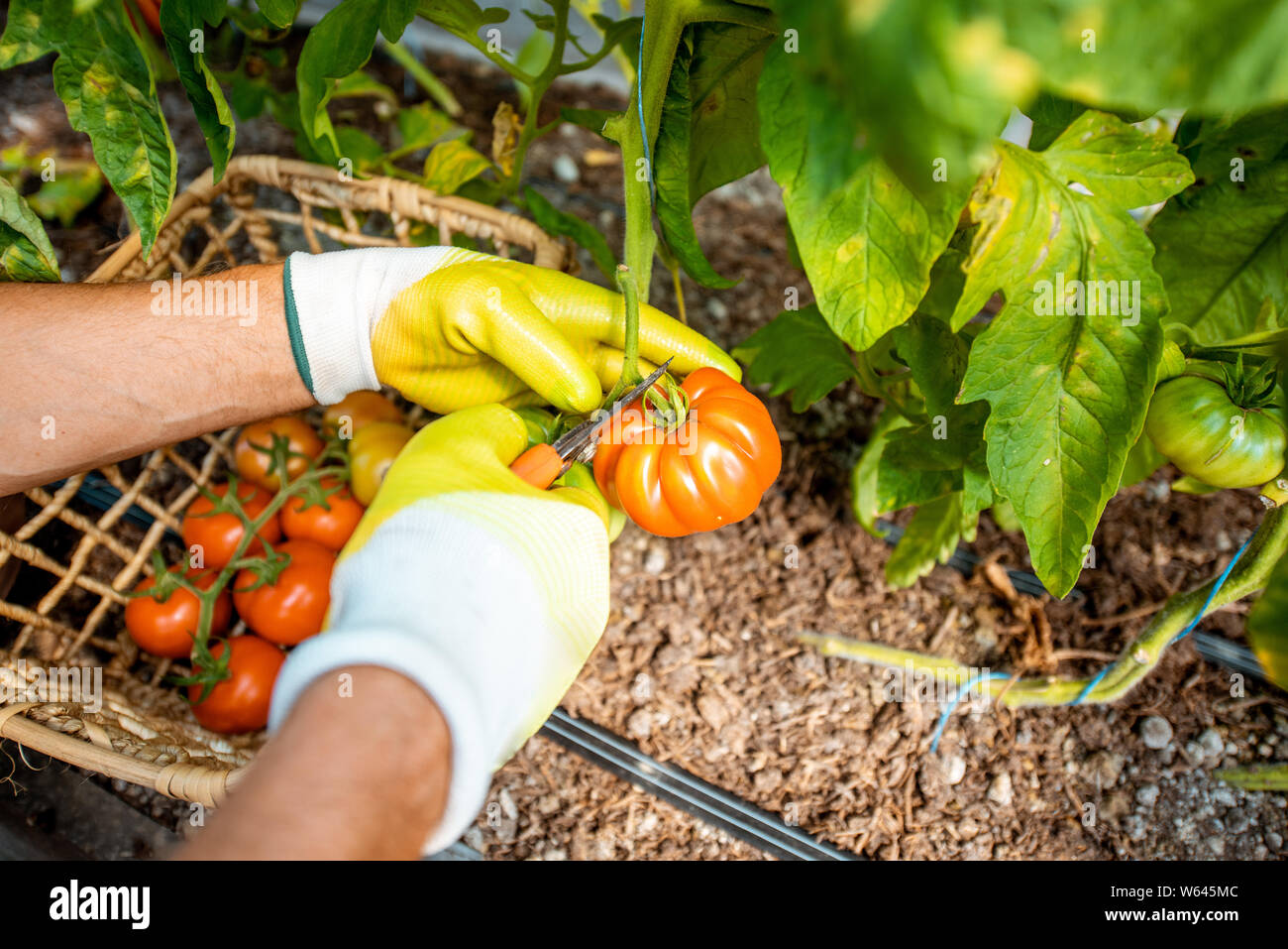 Picking freschi pomodori eco su una piccola' azienda agricola biologica, la raccolta manuale dei pomodori, vista da vicino Foto Stock
