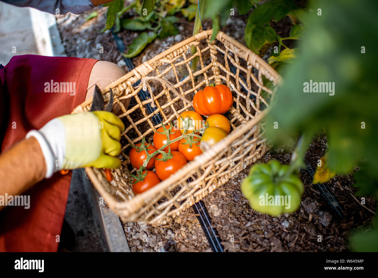 Picking freschi pomodori eco su una piccola' azienda agricola biologica, la raccolta manuale dei pomodori, vista da vicino Foto Stock