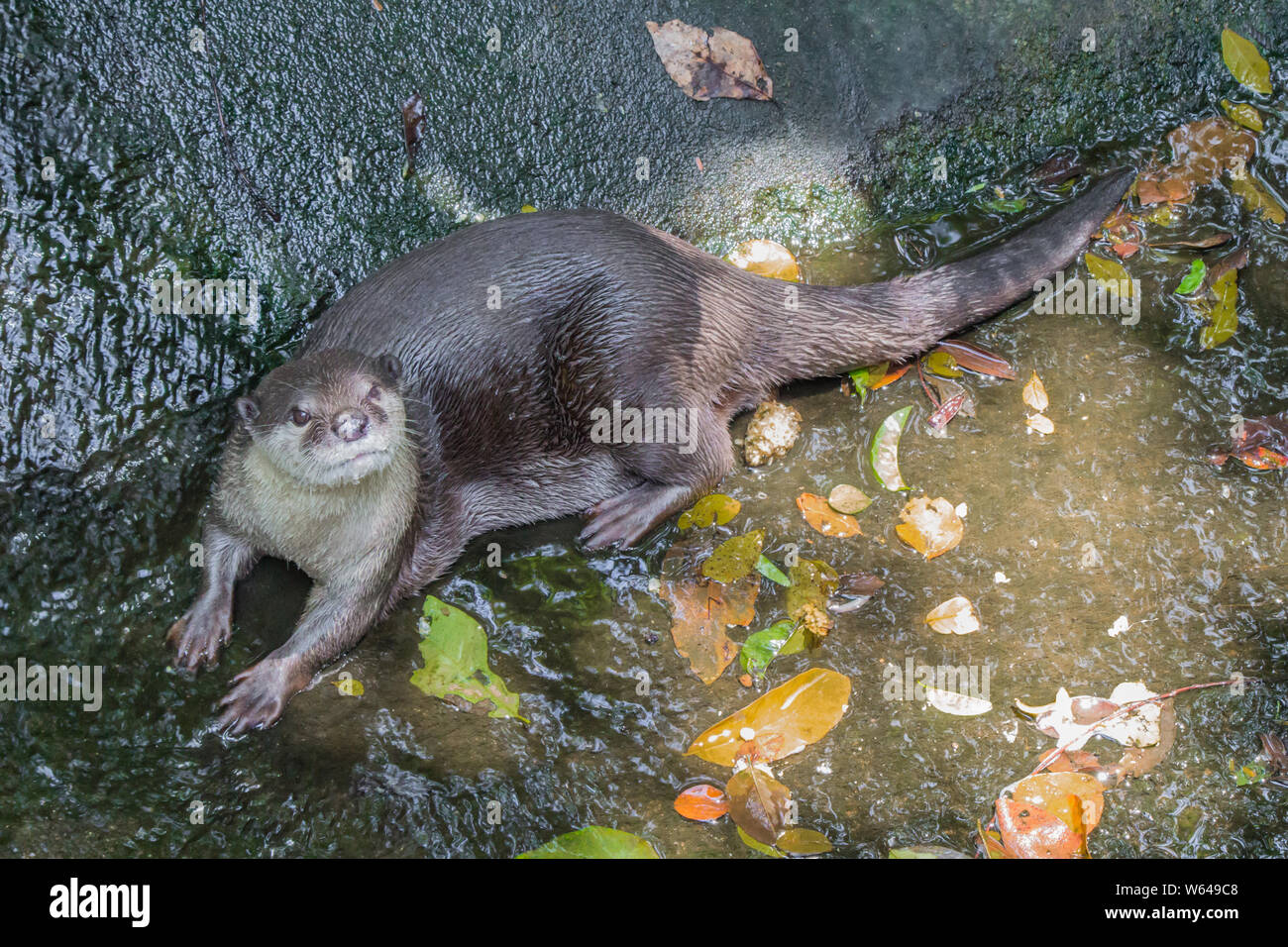 Lontre giacente sull'acqua e il sole che splende in basso. Foto Stock