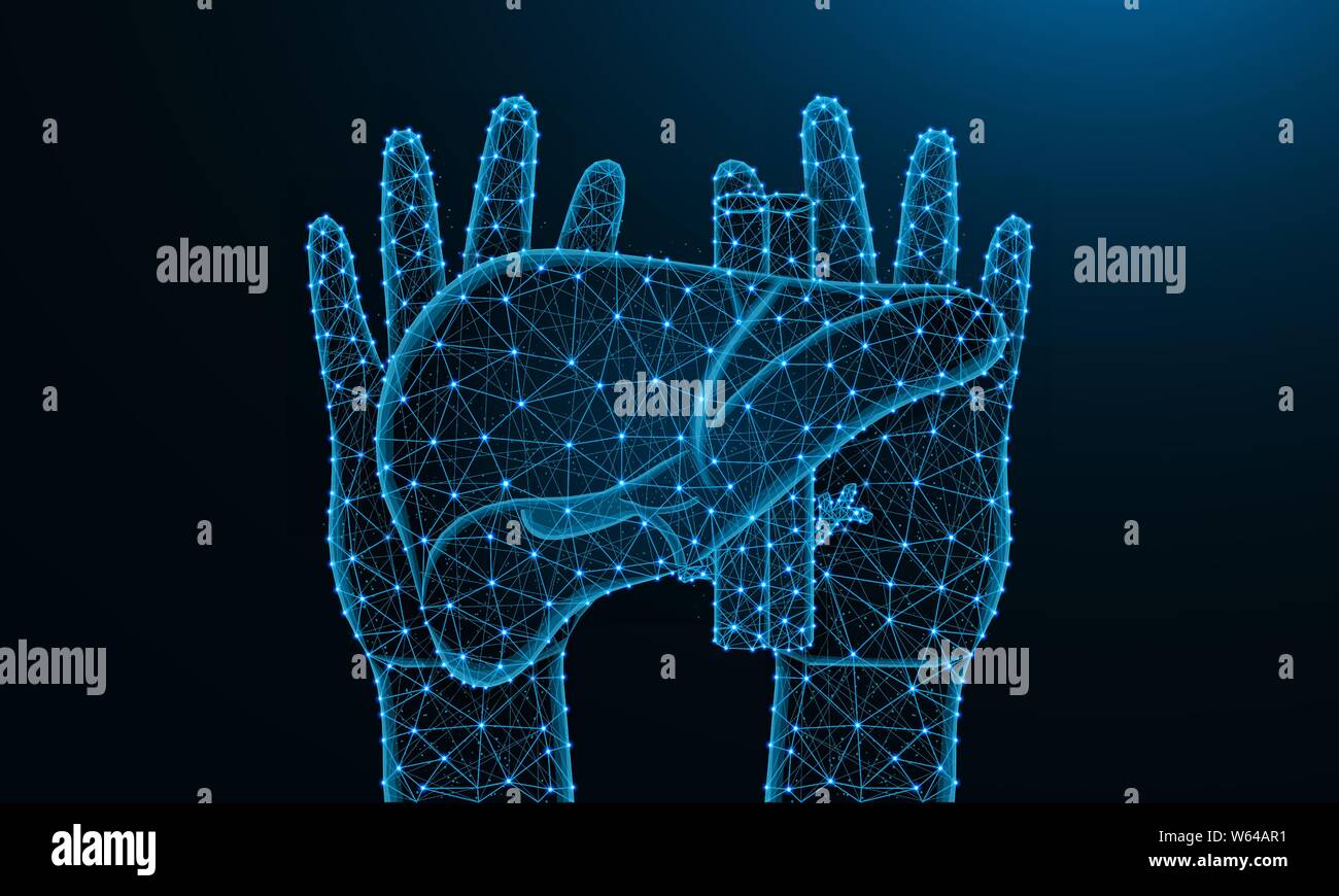 Mani e fegato basso poli design, organo umano in stile poligonale, ghiandola esocrina wireframe illustrazione vettoriale costituito da punti e linee in blu scuro Illustrazione Vettoriale