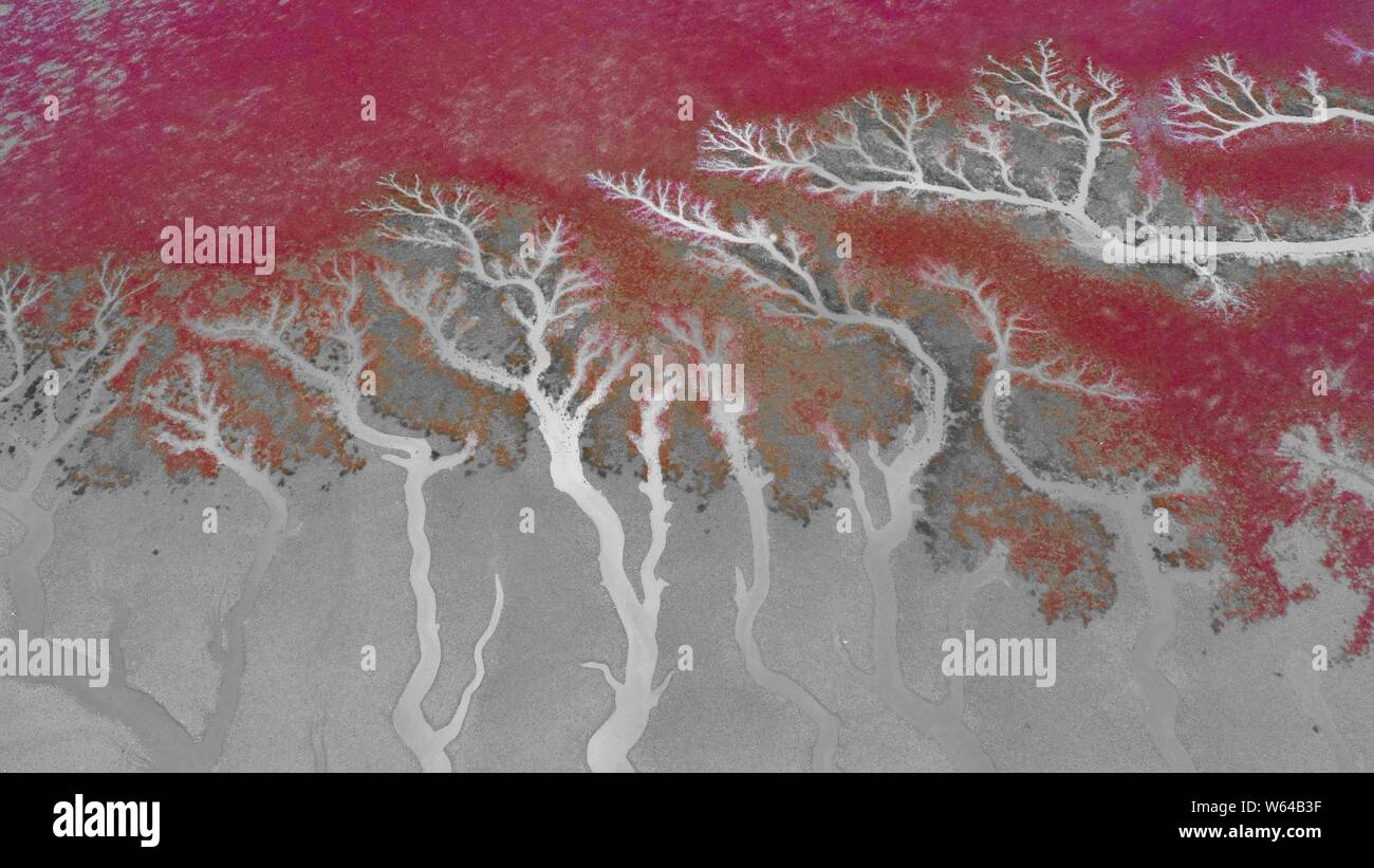 Vista aerea della Spiaggia Rossa o Liaohekou Honghaitan National Marine Park che assomigliano a vasi sanguigni in Dawa county, Panjin city, a nord-est della Cina di Liao Foto Stock