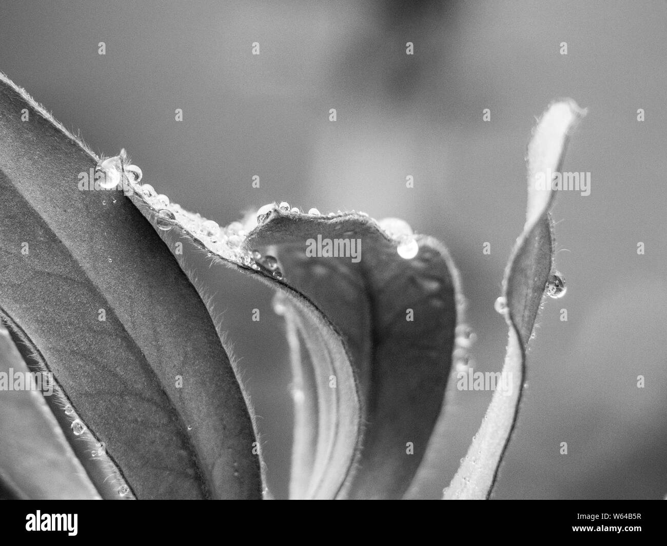 Monocromatico di Protea bagnato lascia in su vicino bagnato con le gocce di acqua Foto Stock