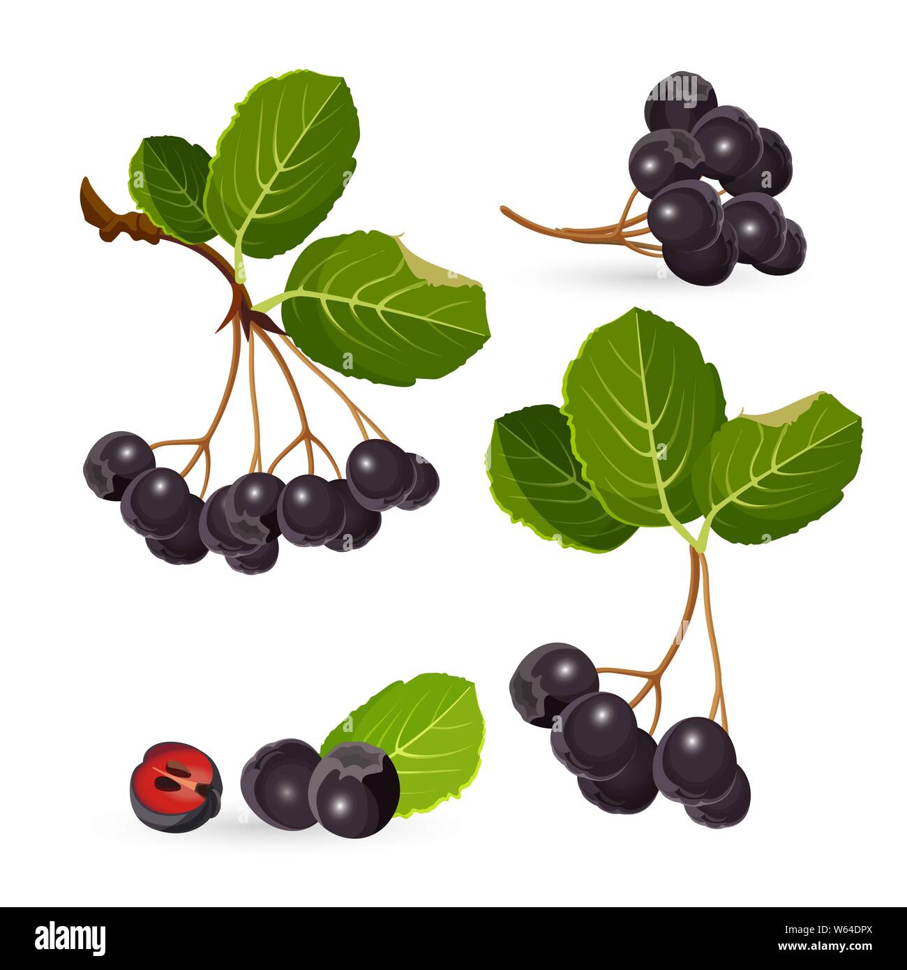 Rami di aronia con foglie di colore verde su bianco. Vettore Chokeberries Illustrazione Vettoriale