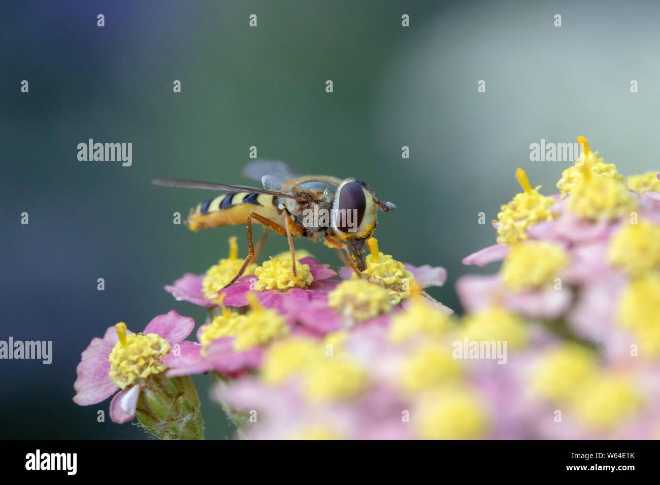 Hover Fly (Sphaerophoria Scripta) su Achillea millefollium 'Summer pastelli" Foto Stock