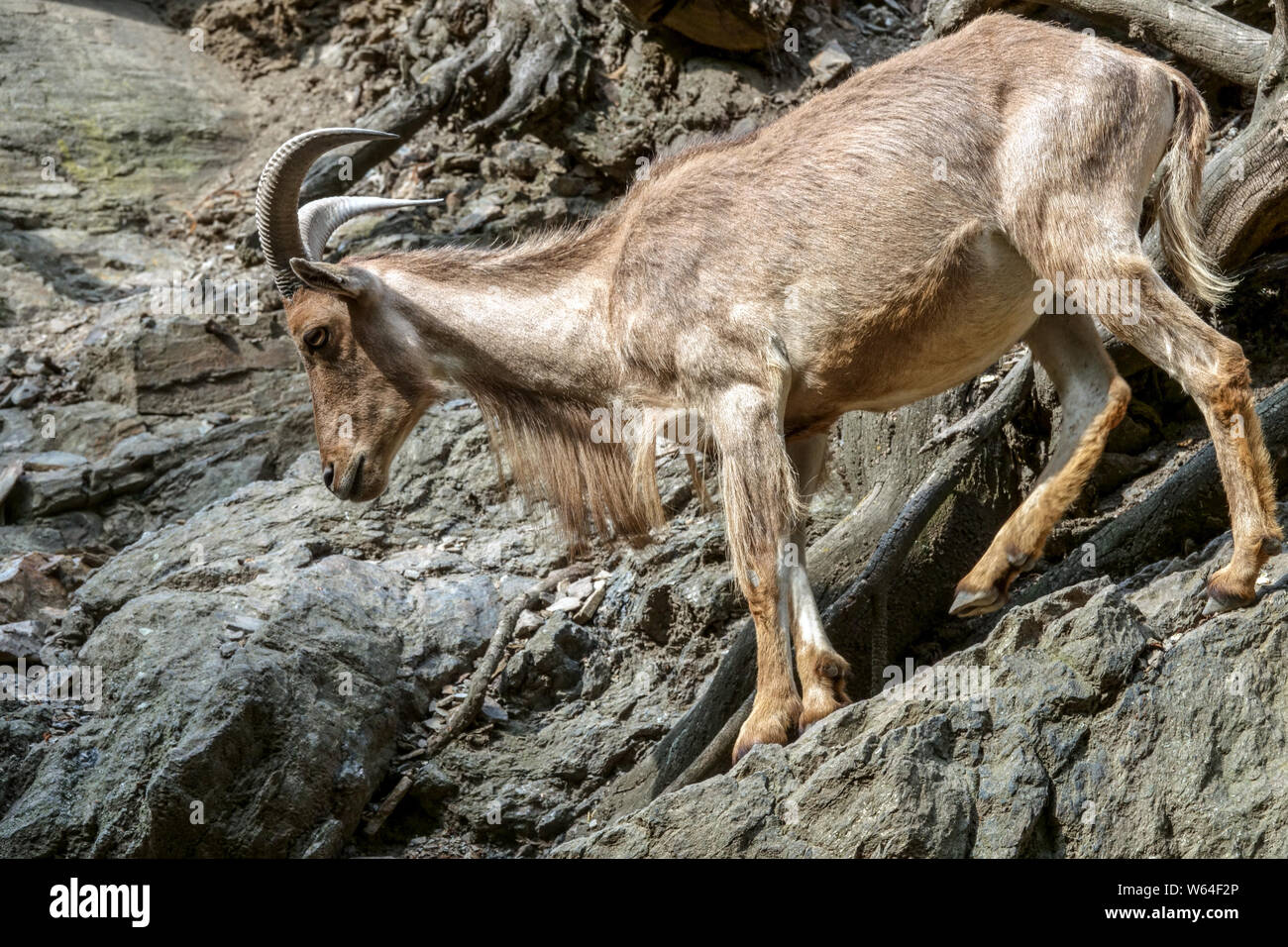 Mufloni, Ammotragus lervia, Aoudad su roccia Foto Stock