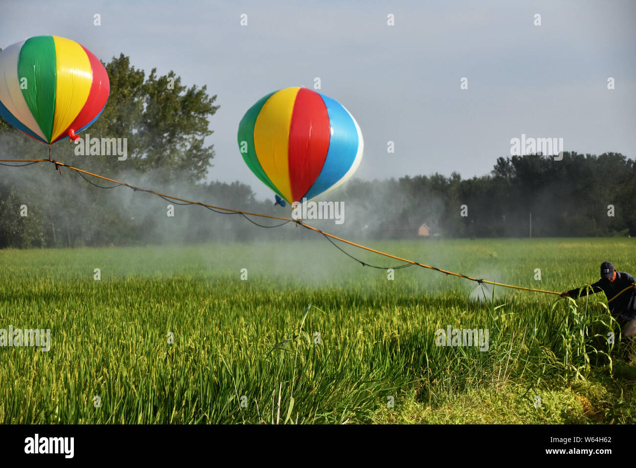 L'agricoltore cinese Wang spray Shanjun pesticidi sulle colture con spruzzatori sospesa da palloni di elio al villaggio Wangzhuang, Jin 'nan town, Jinhu county, H Foto Stock