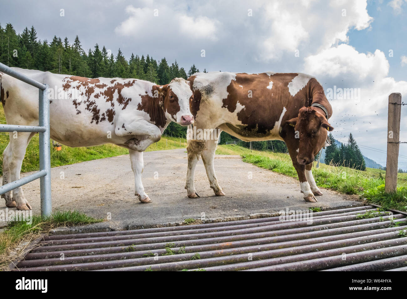 2 vacche (un sollevamento della sua zampa anteriore destro) su una strada asfaltata in corrispondenza di un bordo di una griglia di bestiame Foto Stock