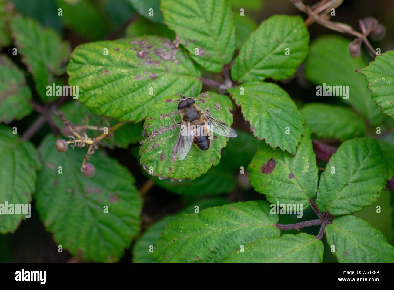 Il miele delle api in appoggio su boccole Foto Stock