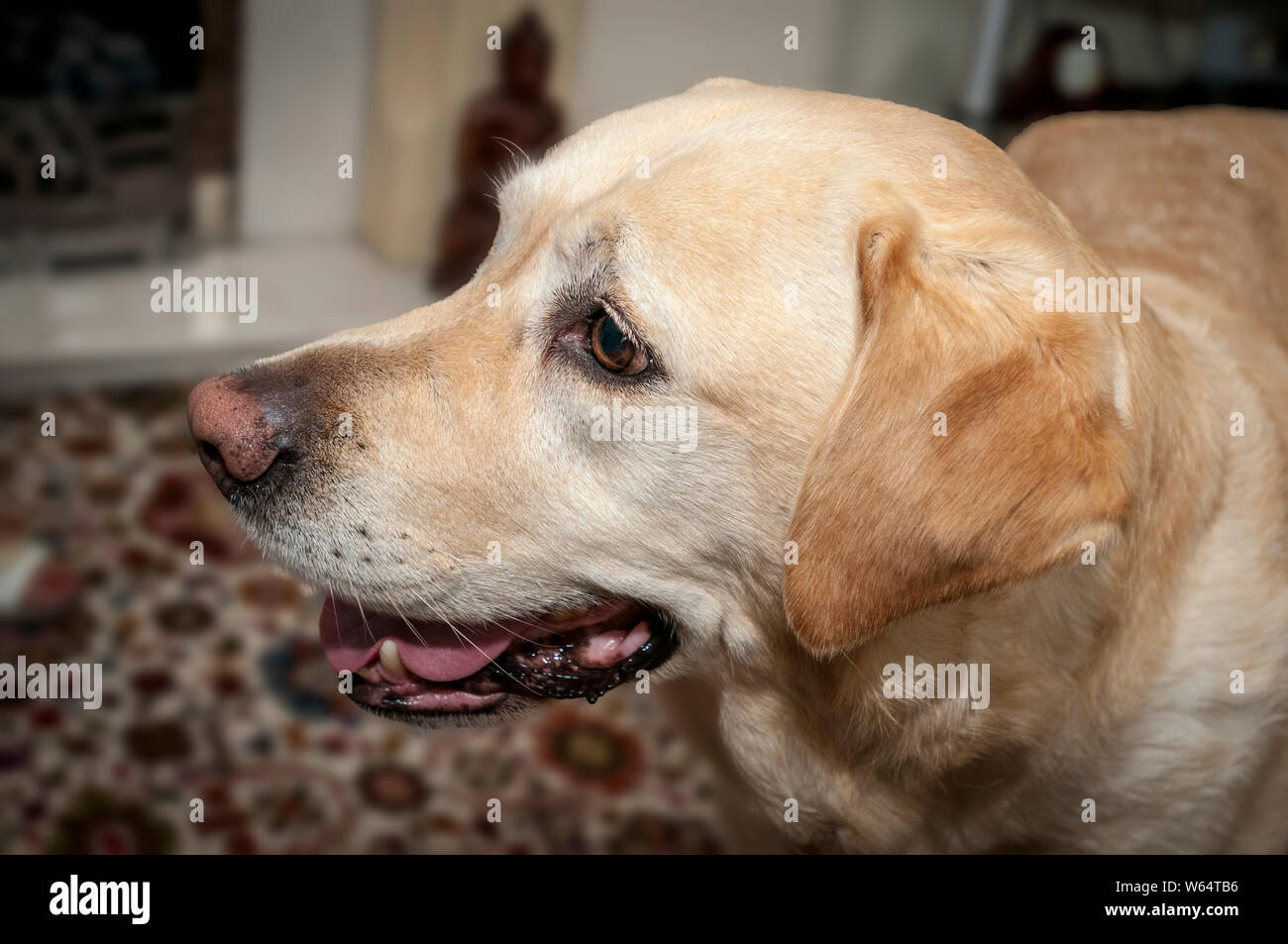 Golden Labrador cane. headshot Foto Stock
