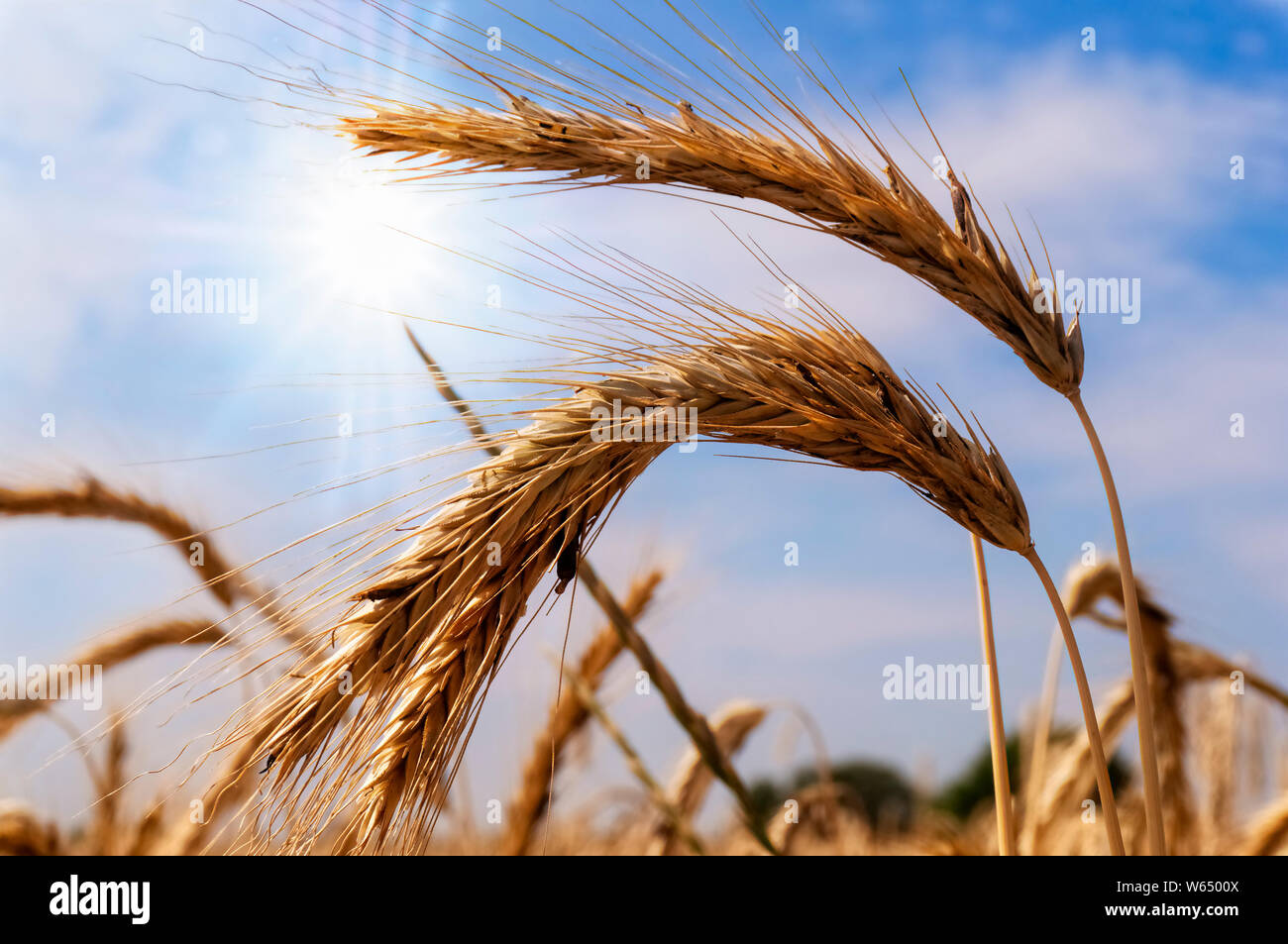 Il grano su un campo in una forte luce del sole Foto Stock