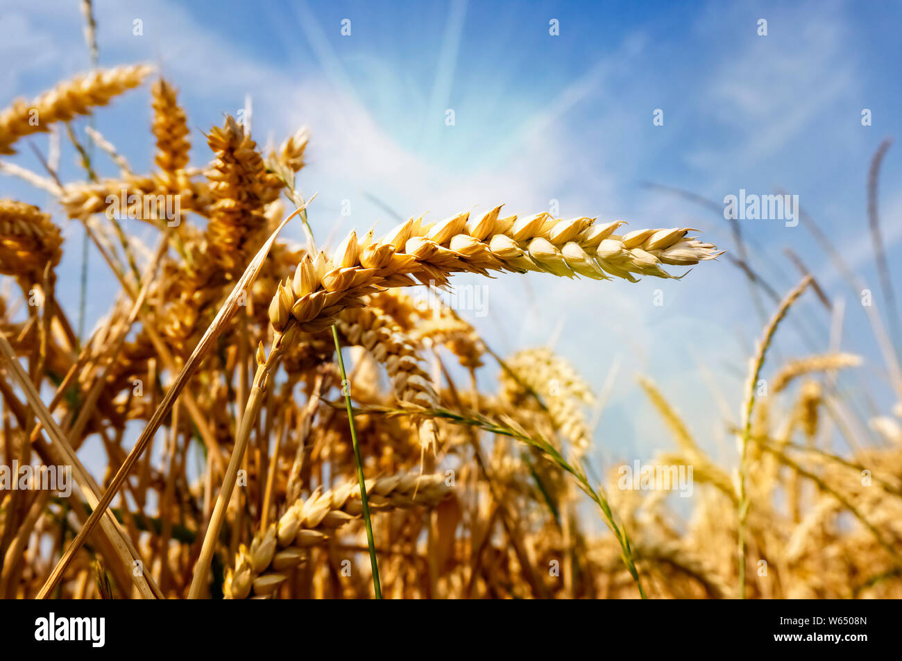 Il grano su un campo in una forte luce del sole Foto Stock