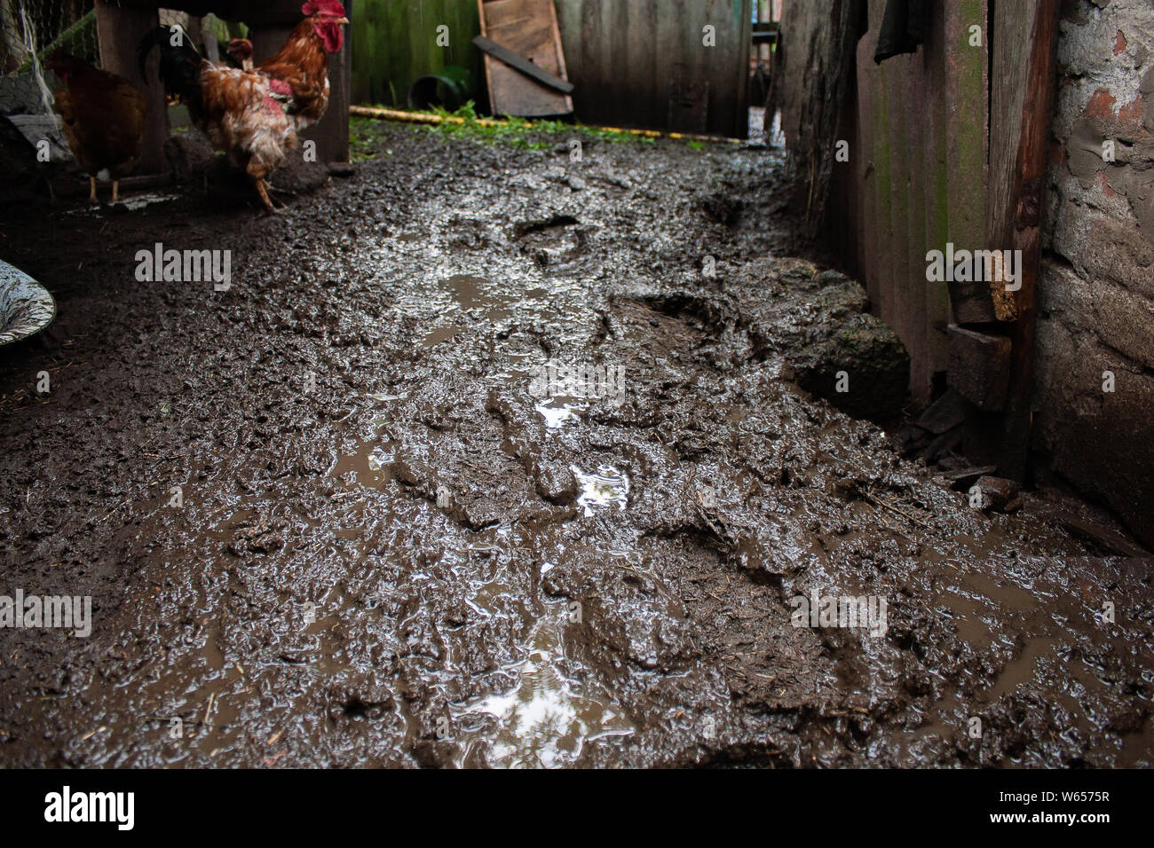 Orme nel fango profondo in un cortile rurale e il gallo Foto Stock