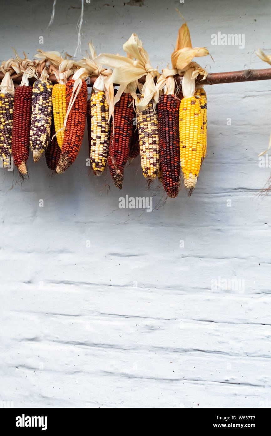 Mais colorati appesi ad un muro bianco sullo sfondo Foto Stock