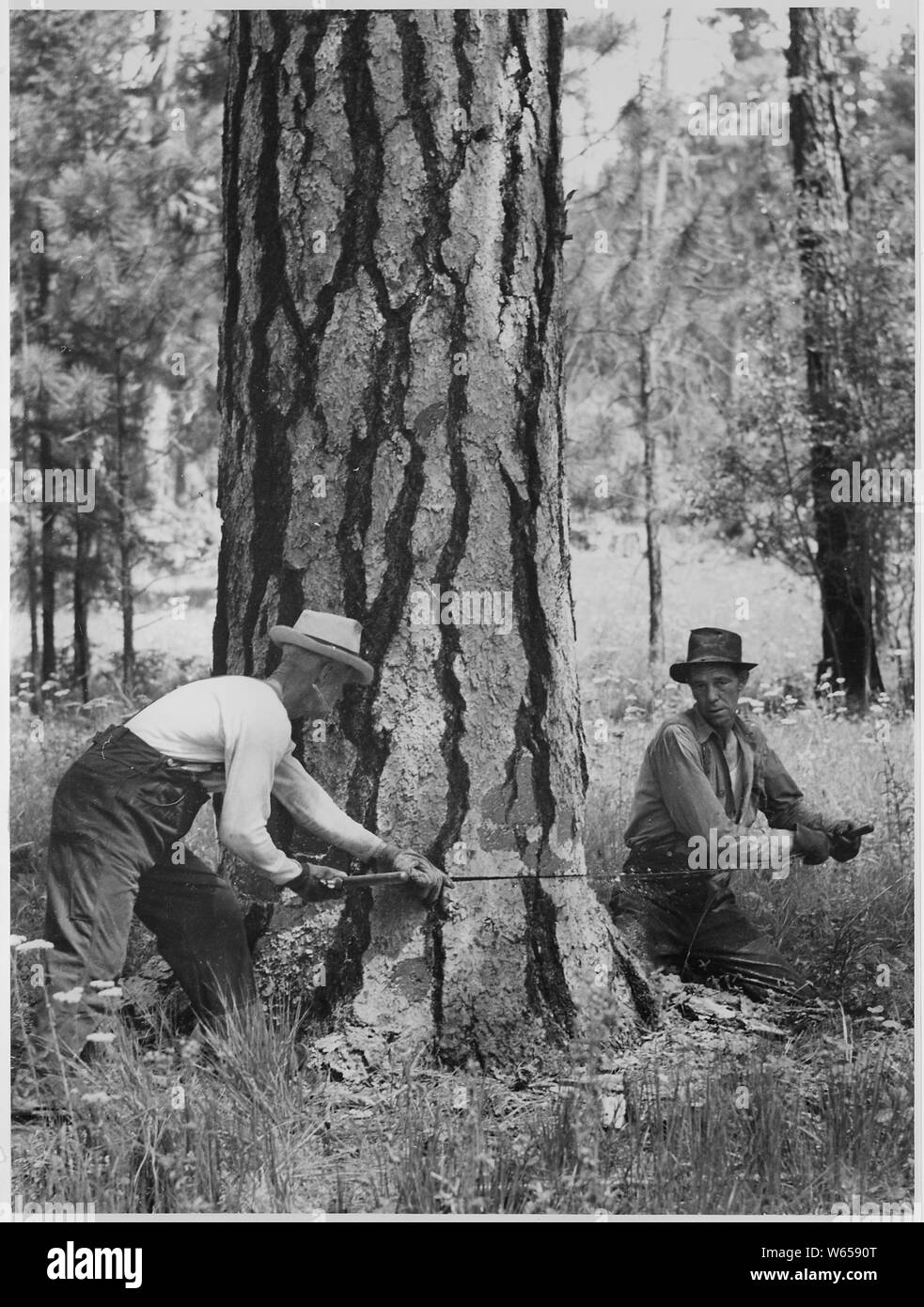 Abbattimento equipaggio al lavoro sulle unità Kartar; Portata e contenuto fotografico le relazioni compilate da Harold Weaver illustrano la gestione delle foreste su prenotazione indiana foreste di Washington e Oregon, principalmente su Colville dove Weaver stato Foresta supervisore prima di diventare Guardia Forestale Regionale nel 1960. Ci sono un paio di foto della California e Montana e relazioni del campo scientifico viaggi. Foto Stock