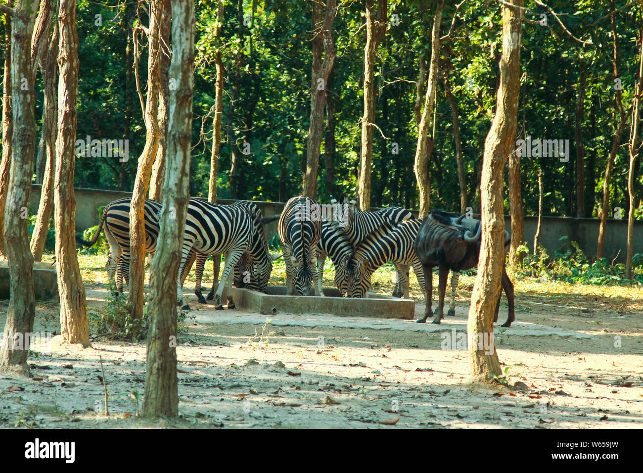 Zebre sono diverse specie di peste equidi uniti dal loro carattere distintivo in bianco e nero a strisce cappotti. Loro le strisce sono disponibili in diversi modelli, uniq Foto Stock