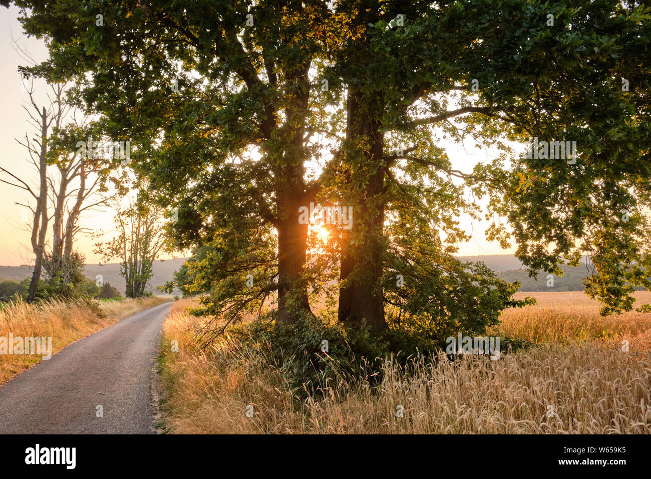 Due bellissimi alberi illuminata dal sole di sera in piedi in un campo di grano accanto a una strada in un paesaggio agricolo Foto Stock