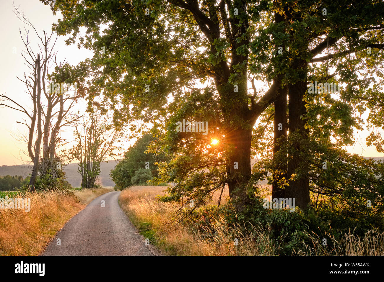 Due bellissimi alberi illuminata dal sole di sera in piedi in un campo di grano accanto a una strada in un idilliaco paesaggio agricolo Foto Stock