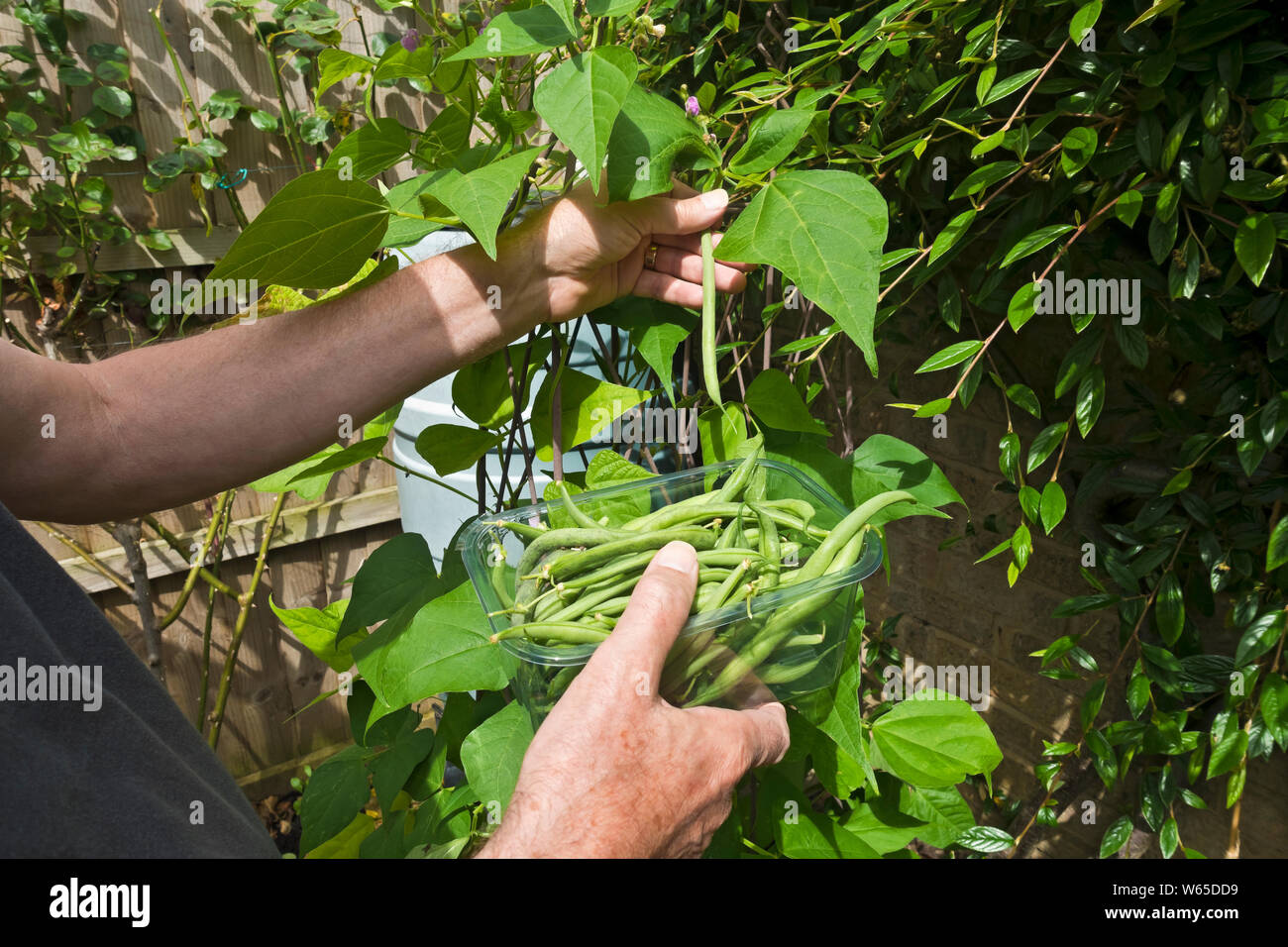 Primo piano di giardiniere raccolta cobra arrampicata verde runner fagioli e un piatto contenitore di plastica vassoio in estate Inghilterra Regno Unito GB Gran Bretagna Foto Stock