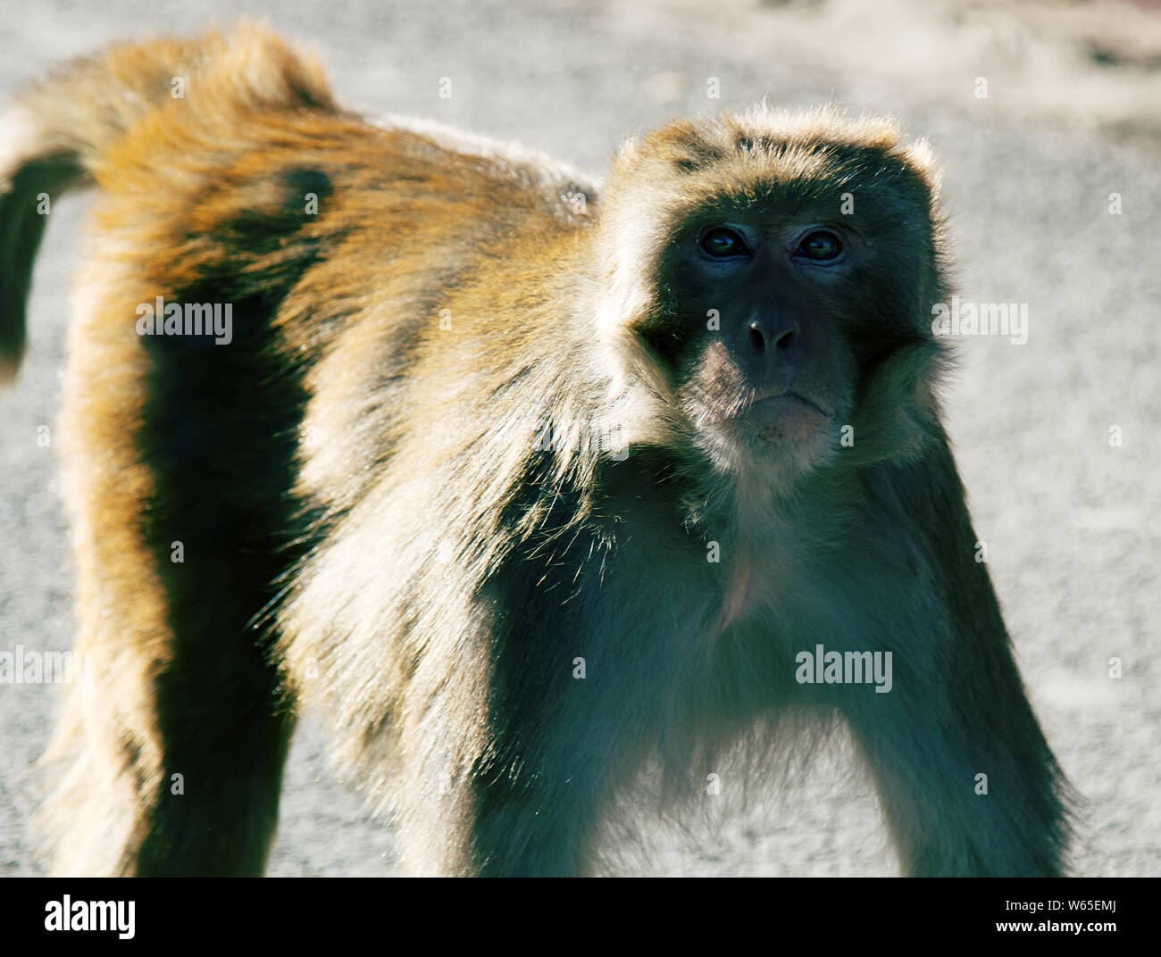 Aggressivo maschio macaco rhesus (Macaca mulatto) sarebbe implorare per avere cibo dai turisti. Se non dare il cibo può essere attaccato dalla bestia, scimmia rhesus Foto Stock