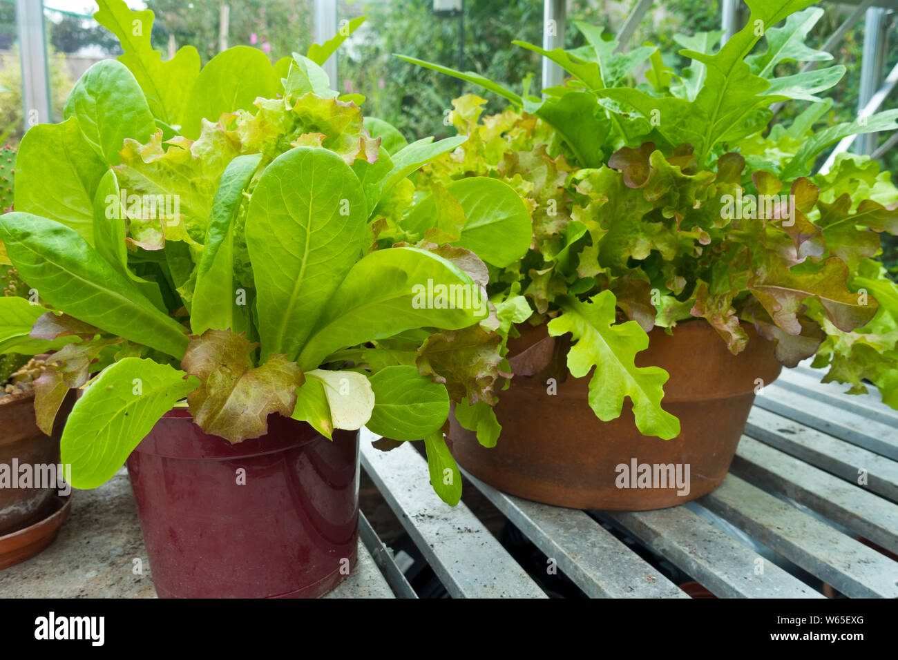 Pentole di mesclun misticanza foglie di insalata lollo rossa, Catalogna, verde batavia bionda de paris, gruner eishauptel, rosso insalatiera e piccolo gioiello Foto Stock