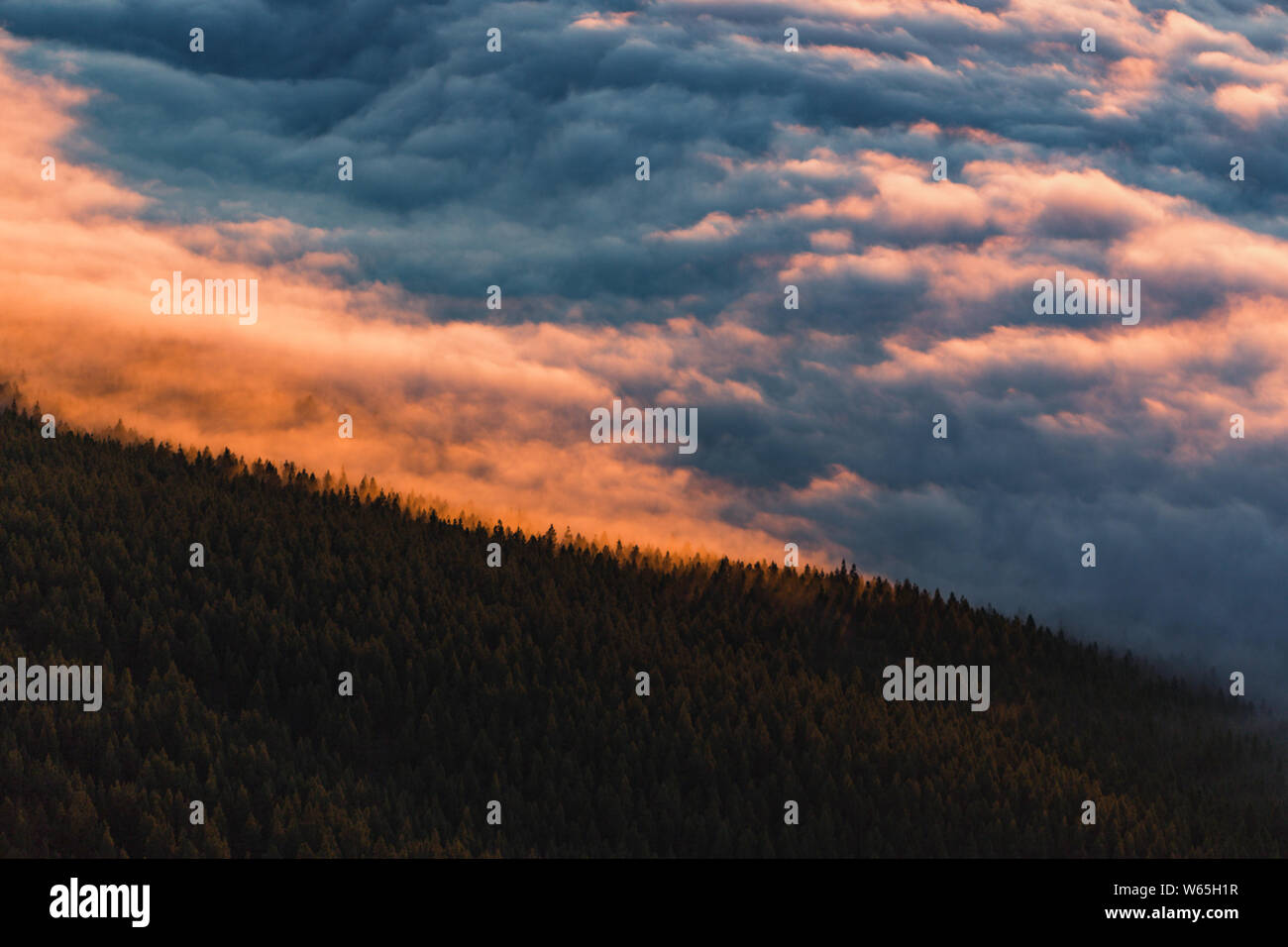 Foresta di Tenerife in nuvole durante il tramonto dal di sopra Foto Stock