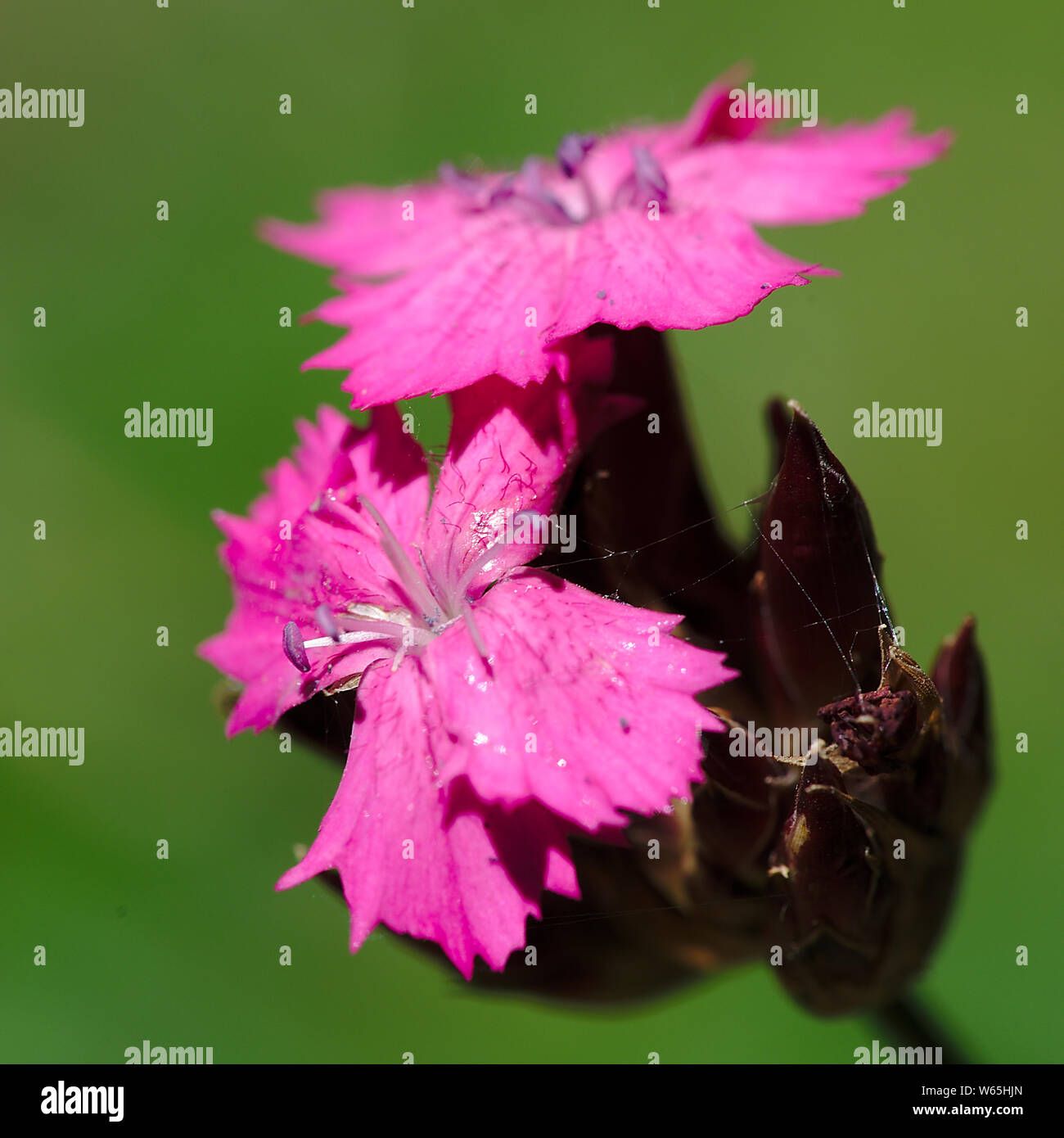 Rosa fiori di garofano dei Certosini; Dianthus carthusianorum, Caryophyllaceae Foto Stock