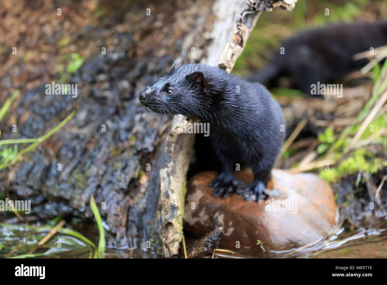 American visone, Contea di pino, Minnesota, USA, America del Nord, (Mustela vison) Foto Stock