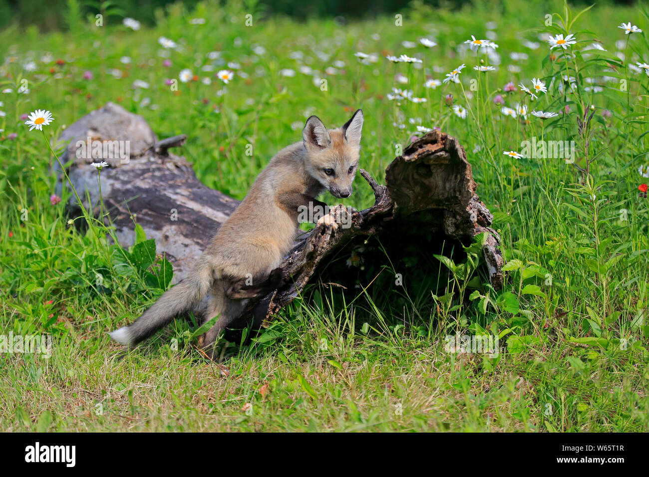 American Red Fox, cub, pino County, Minnesota, USA, America del Nord, (Vulpes vulpes fulvus) Foto Stock