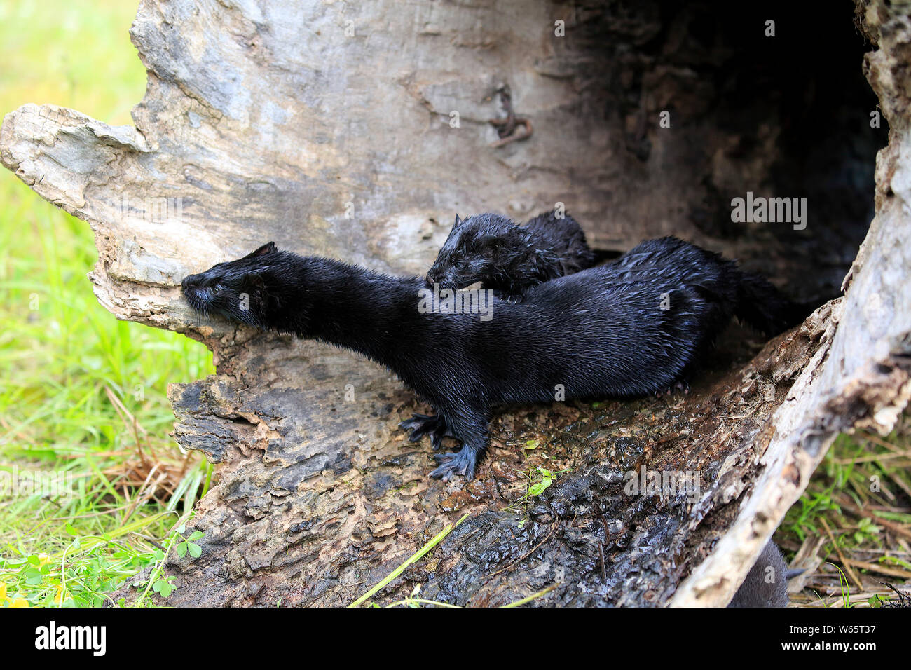 American visone, adulti con giovani, pino County, Minnesota, USA, America del Nord, (Mustela vison) Foto Stock