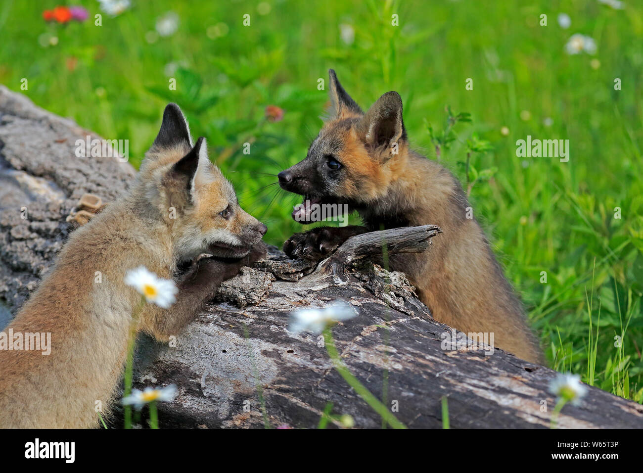 American Red Fox, cubs, Contea di pino, Minnesota, USA, America del Nord, (Vulpes vulpes fulvus) Foto Stock