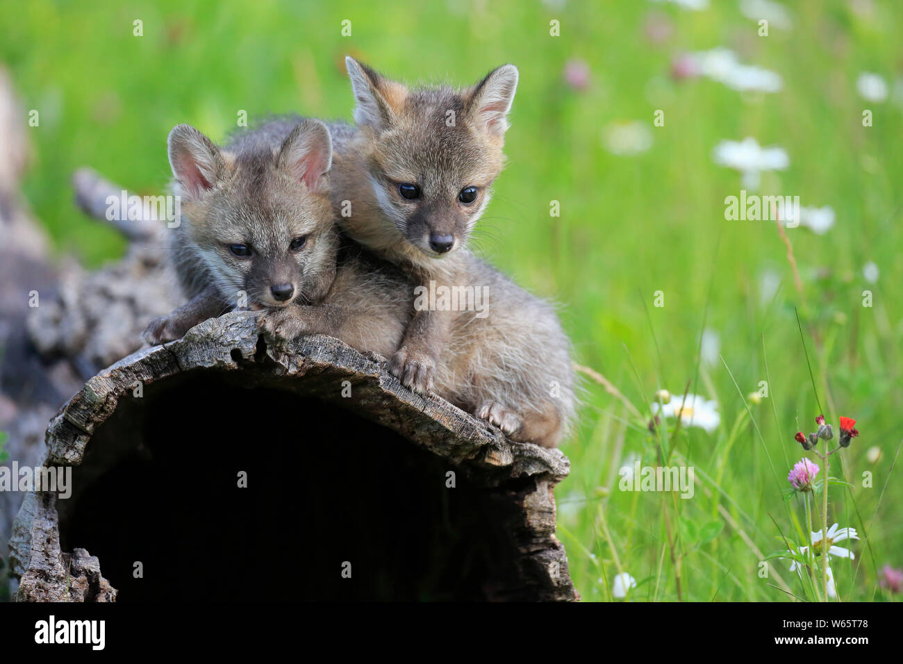 Gray Fox, youngs sul log, pino County, Minnesota, USA, America del Nord, (Urocyon cinereoargenteus) Foto Stock