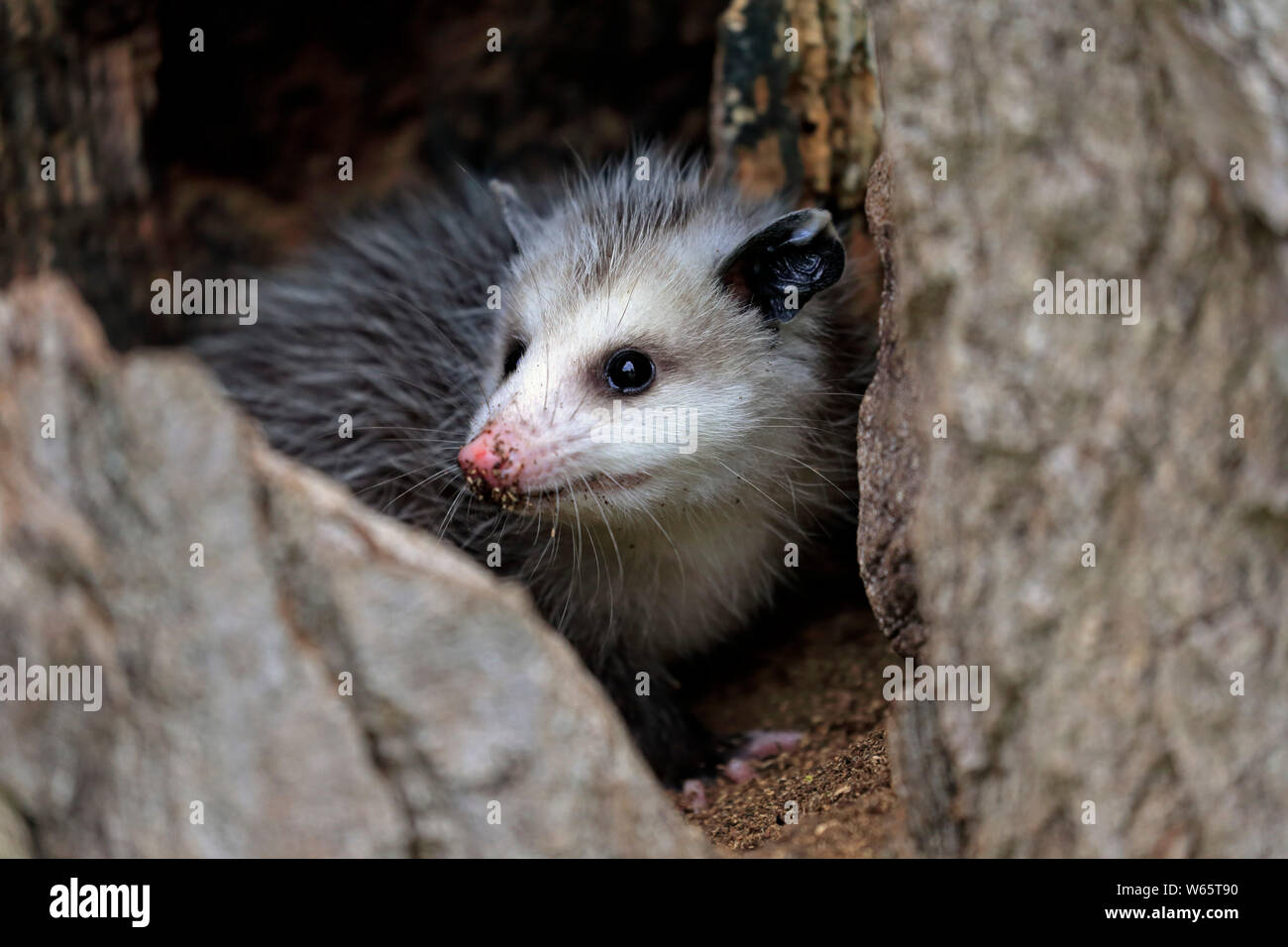 Virginia opossum, North American opossum, giovani, Contea di pino, Minnesota, USA, America del Nord, (Didelphis virginiana) Foto Stock