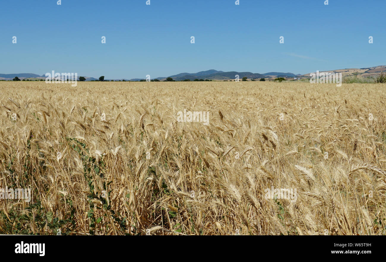 Kornfeld campo di grano Foto Stock