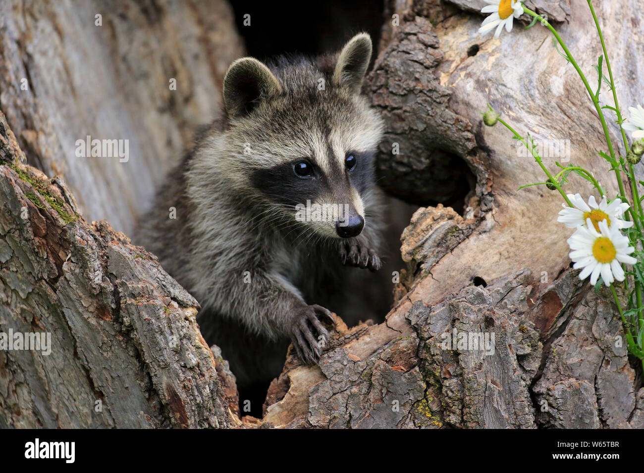 North American Raccoon, comune raccoon, cub, pino County, Minnesota, USA, America del Nord, (Procione lotor) Foto Stock