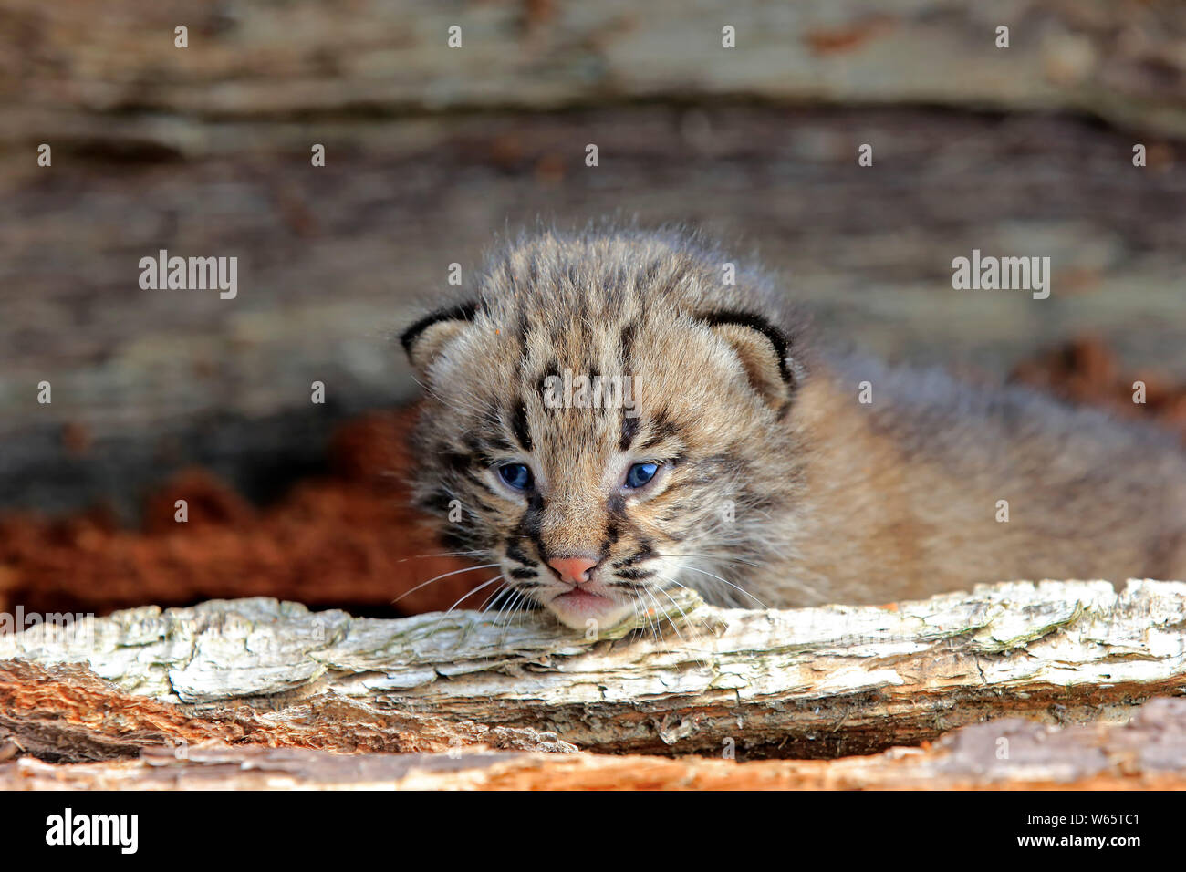 Bobcat, cub, pino County, Minnesota, USA, America del Nord, (Lynx rufus) Foto Stock