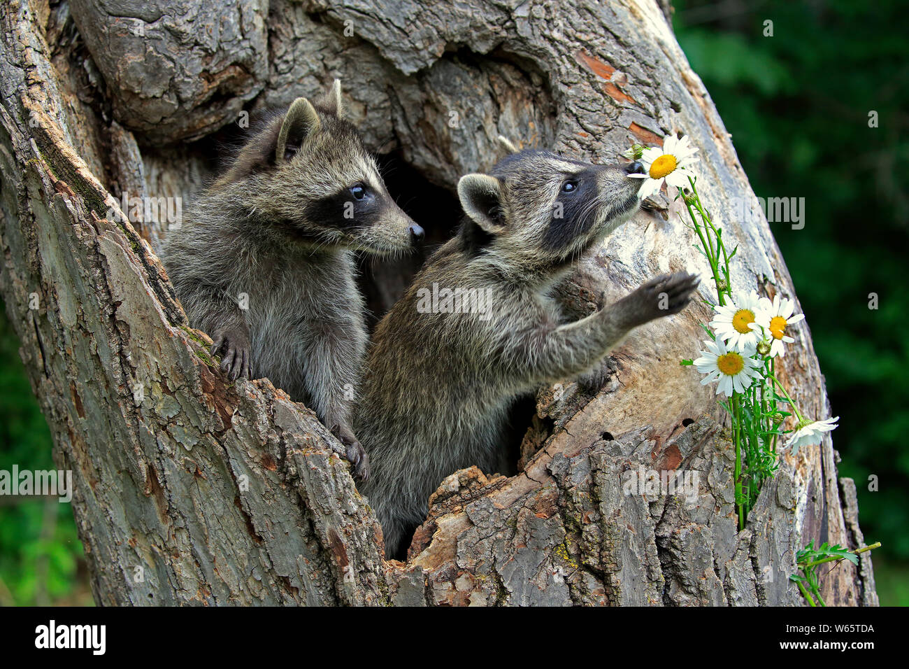 North American Raccoon, comune raccoon, cubs, Contea di pino, Minnesota, USA, America del Nord, (Procione lotor) Foto Stock