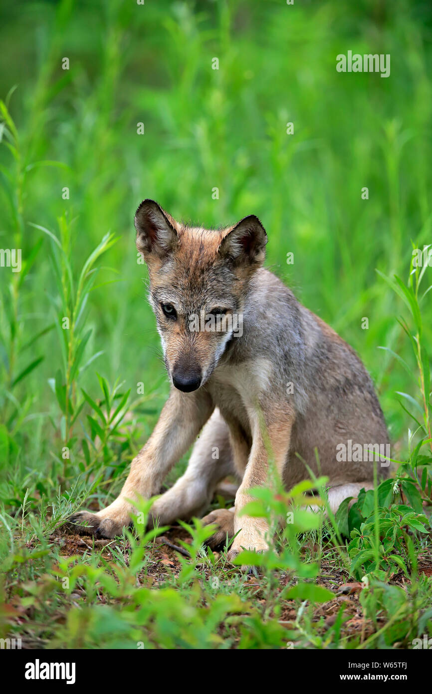 Lupo grigio, giovani, pino County, Minnesota, USA, America del Nord, (Canis lupus) Foto Stock