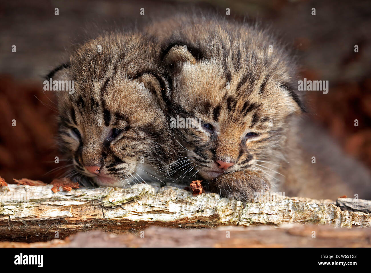 Bobcat, giovani fratelli, Contea di pino, Minnesota, USA, America del Nord, (Lynx rufus) Foto Stock