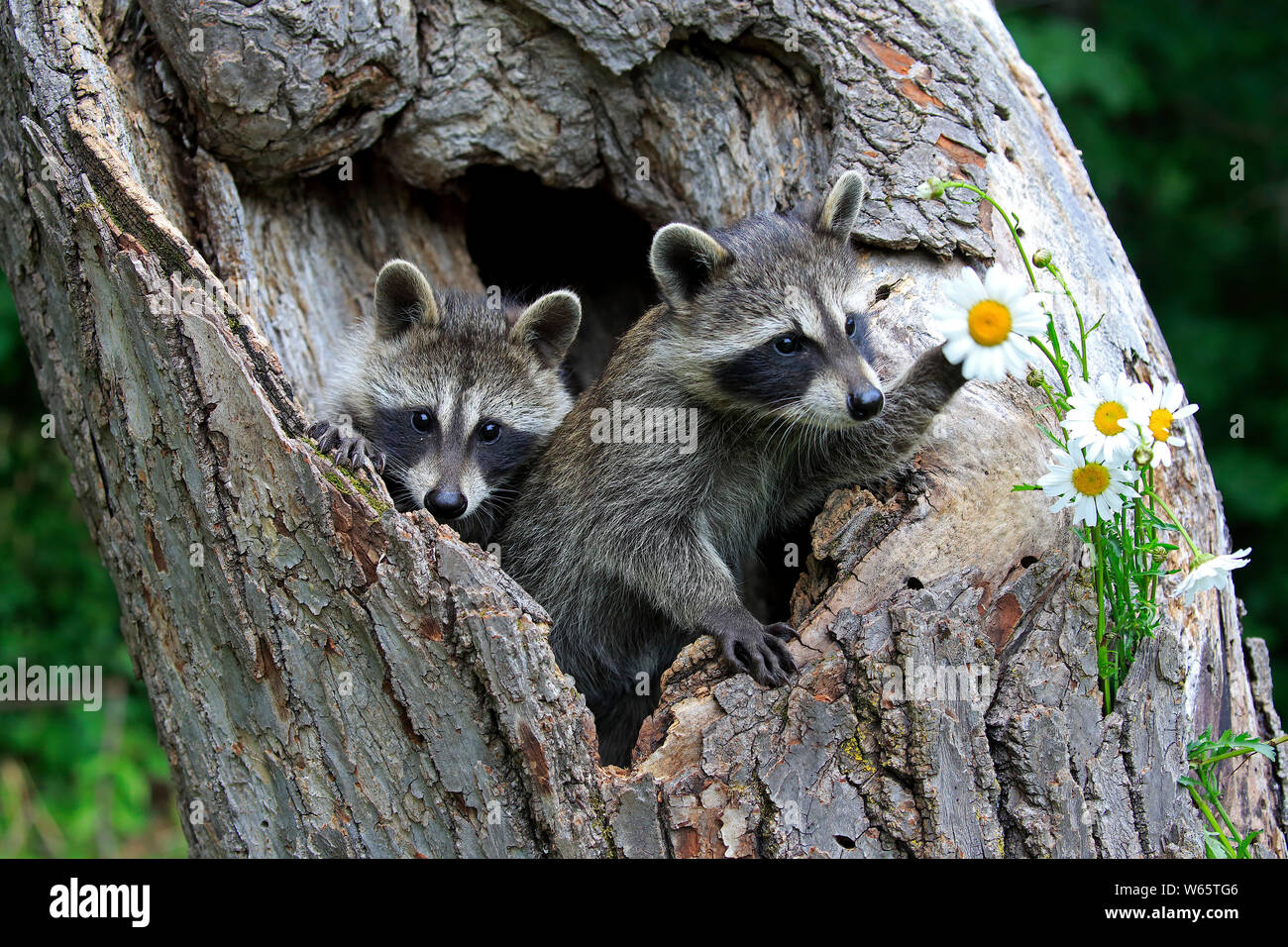 North American Raccoon, comune raccoon, cubs, Contea di pino, Minnesota, USA, America del Nord, (Procione lotor) Foto Stock